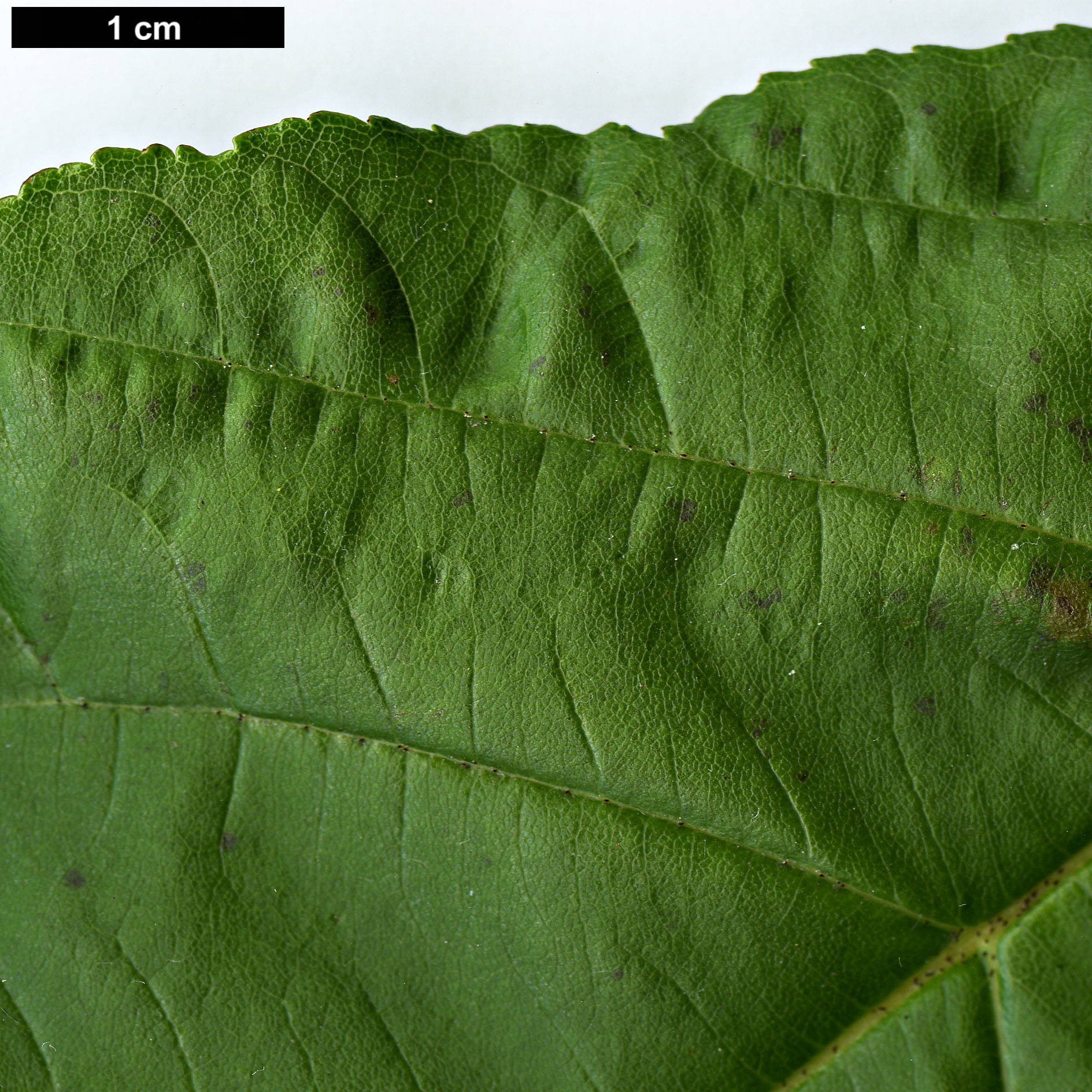 High resolution image: Family: Rosaceae - Genus: Sorbus - Taxon: megalocarpa