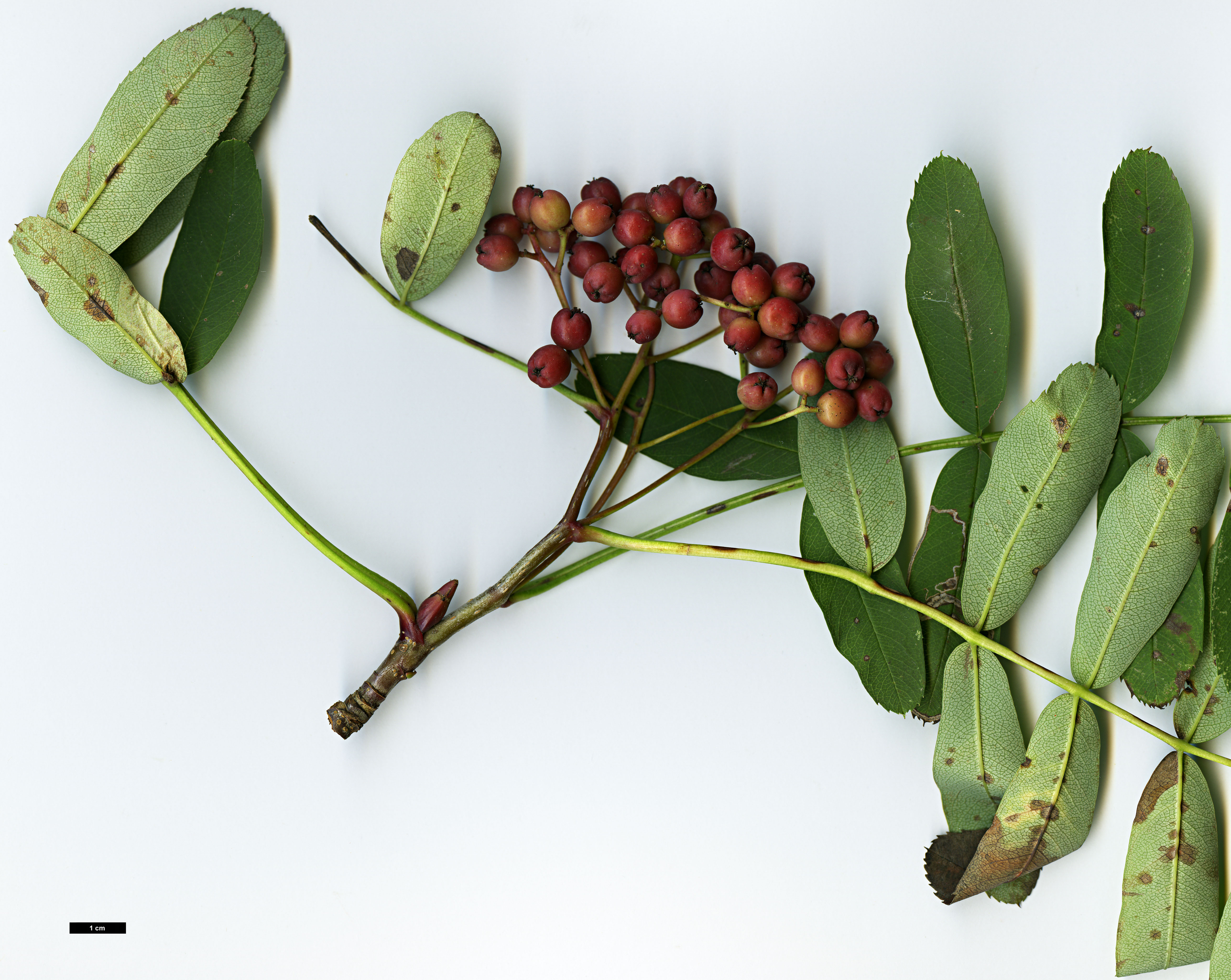 High resolution image: Family: Rosaceae - Genus: Sorbus - Taxon: muliensis
