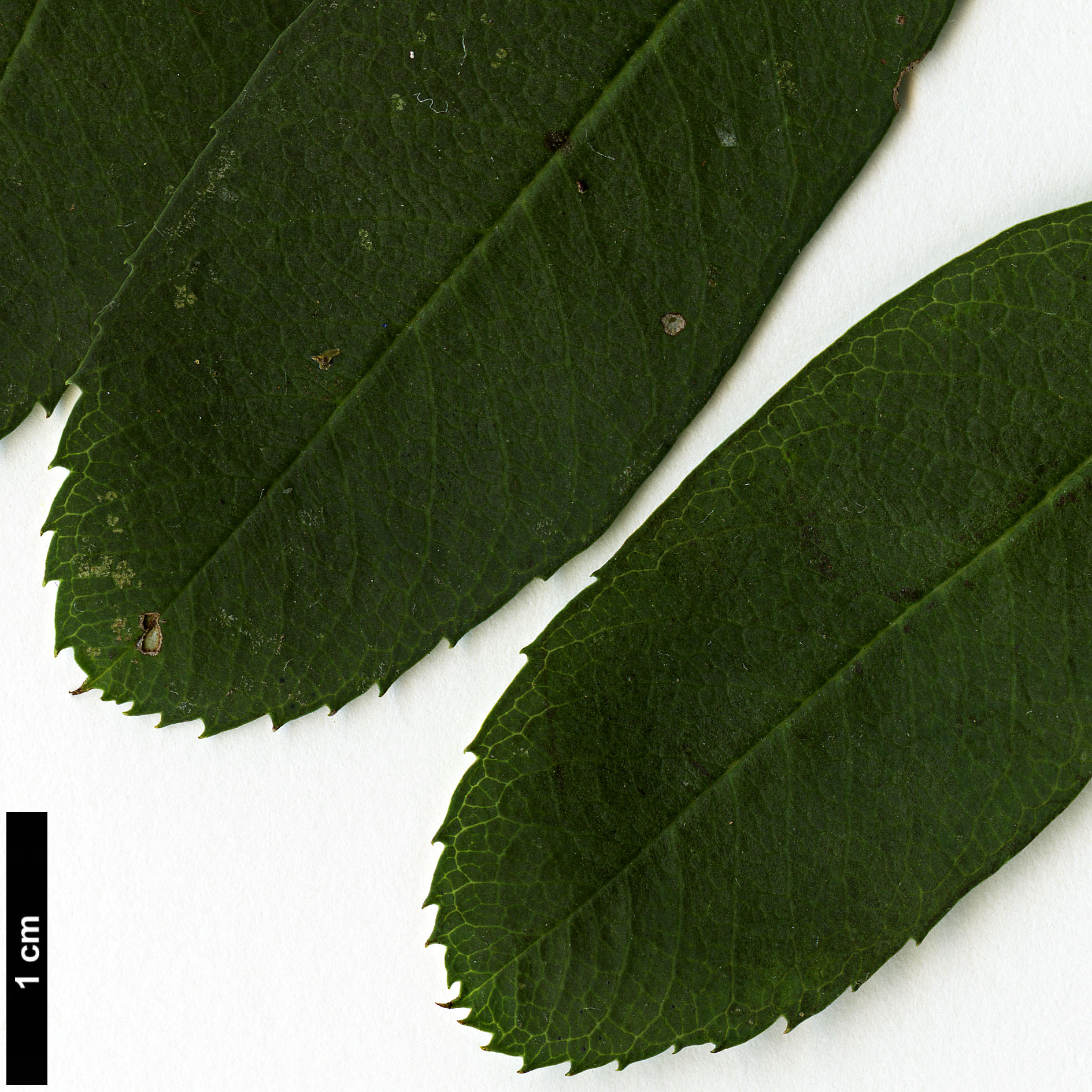 High resolution image: Family: Rosaceae - Genus: Sorbus - Taxon: muliensis