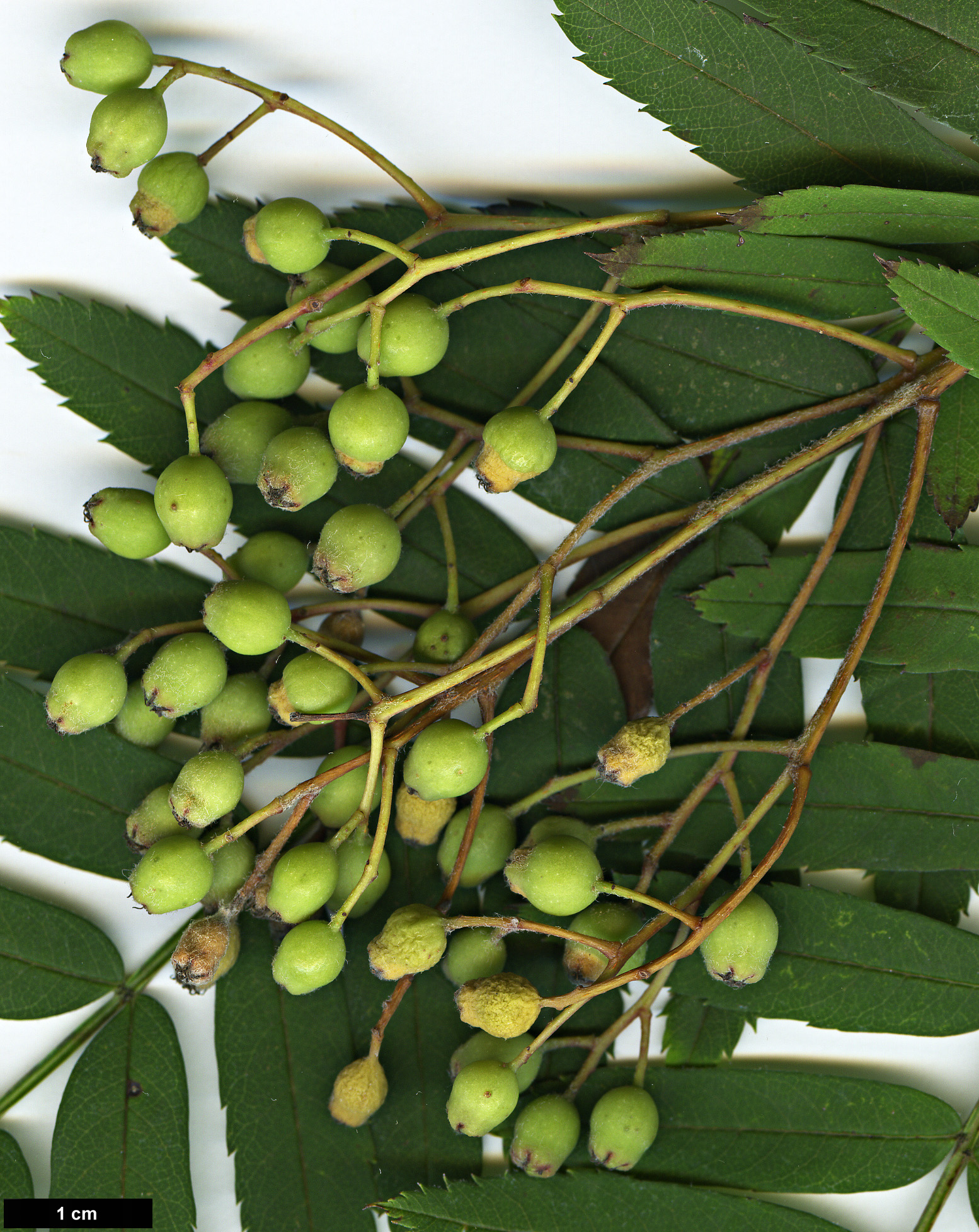 High resolution image: Family: Rosaceae - Genus: Sorbus - Taxon: parvifructa