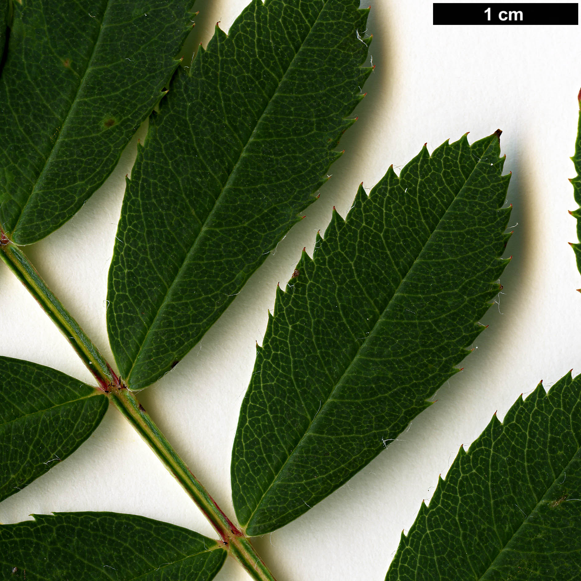 High resolution image: Family: Rosaceae - Genus: Sorbus - Taxon: pseudohupehensis