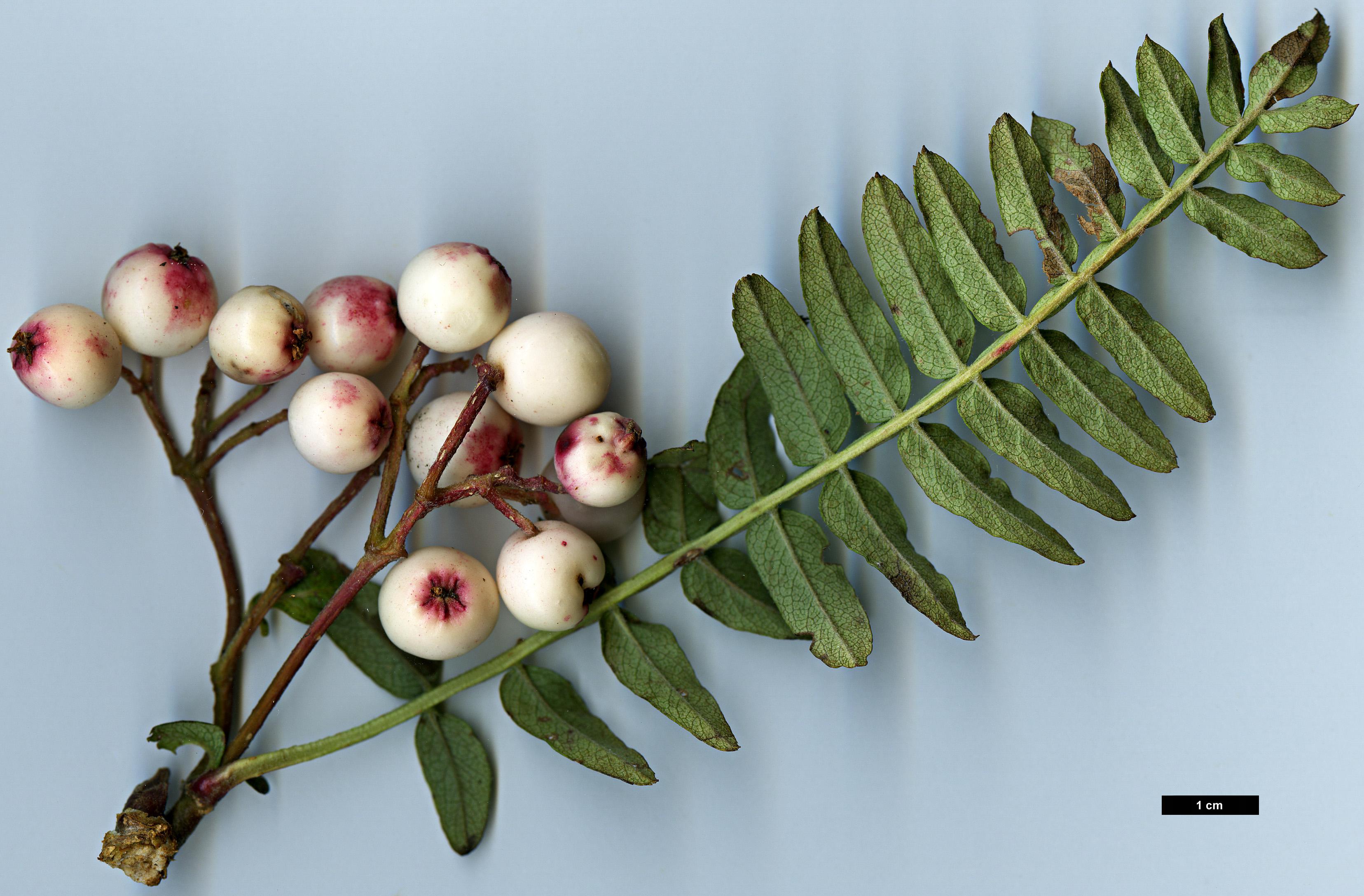 High resolution image: Family: Rosaceae - Genus: Sorbus - Taxon: rinzenii