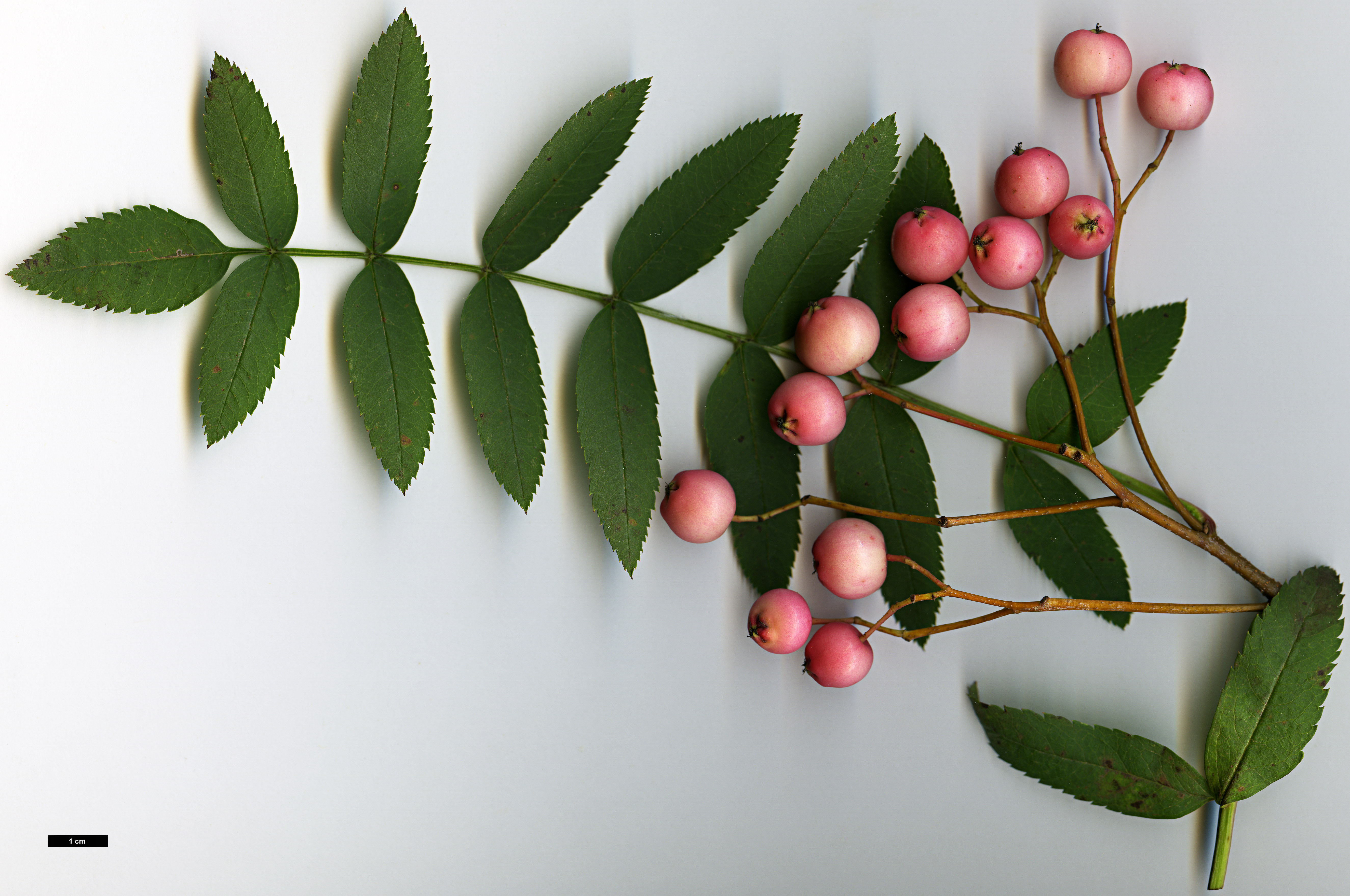 High resolution image: Family: Rosaceae - Genus: Sorbus - Taxon: rosea High resolution image: Family: Rosaceae - Genus: Sorbus - Taxon: rosea