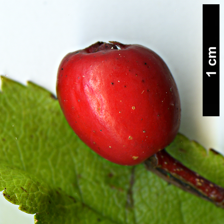 High resolution image: Family: Rosaceae - Genus: Sorbus - Taxon: sambucifolia High resolution image: Family: Rosaceae - Genus: Sorbus - Taxon: sambucifolia