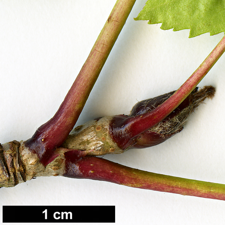 High resolution image: Family: Rosaceae - Genus: Sorbus - Taxon: sambucifolia High resolution image: Family: Rosaceae - Genus: Sorbus - Taxon: sambucifolia