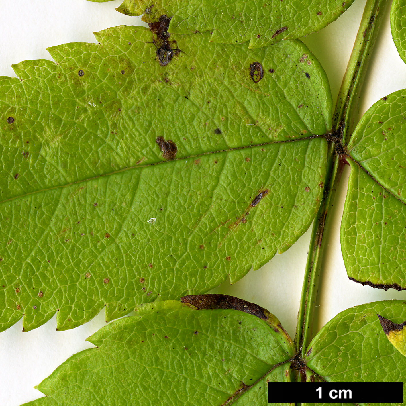 High resolution image: Family: Rosaceae - Genus: Sorbus - Taxon: sambucifolia High resolution image: Family: Rosaceae - Genus: Sorbus - Taxon: sambucifolia