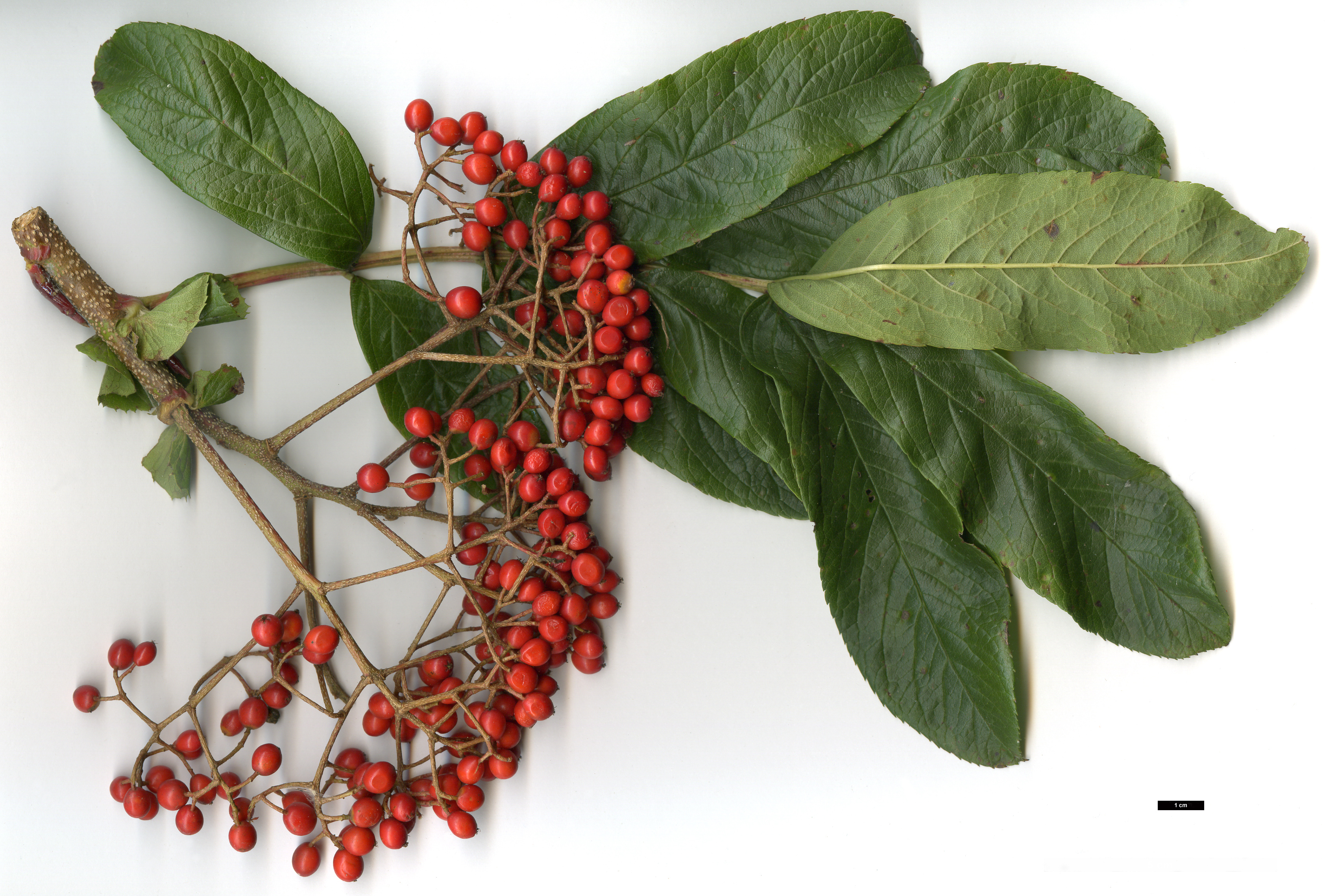High resolution image: Family: Rosaceae - Genus: Sorbus - Taxon: splendens High resolution image: Family: Rosaceae - Genus: Sorbus - Taxon: splendens