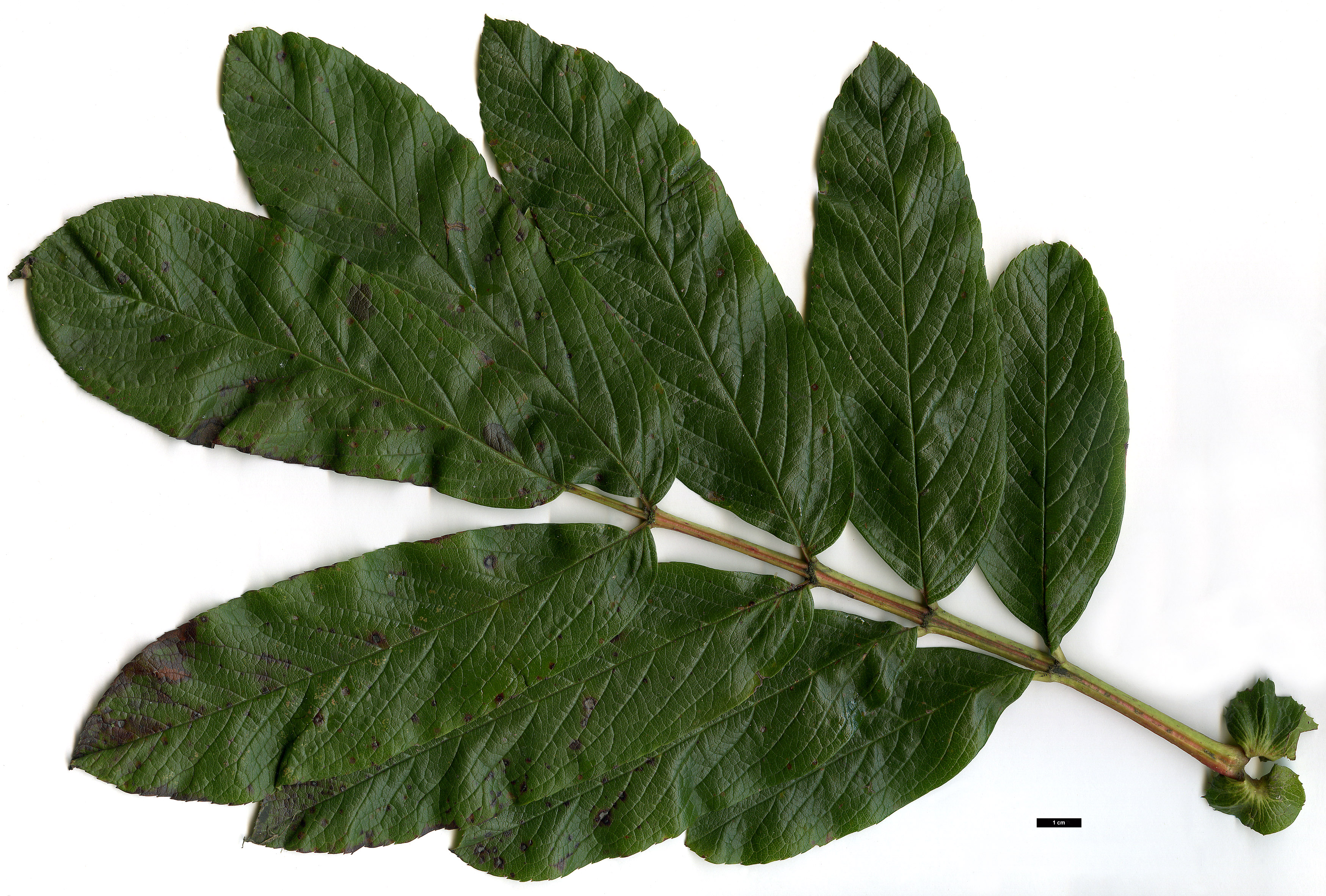 High resolution image: Family: Rosaceae - Genus: Sorbus - Taxon: splendens High resolution image: Family: Rosaceae - Genus: Sorbus - Taxon: splendens