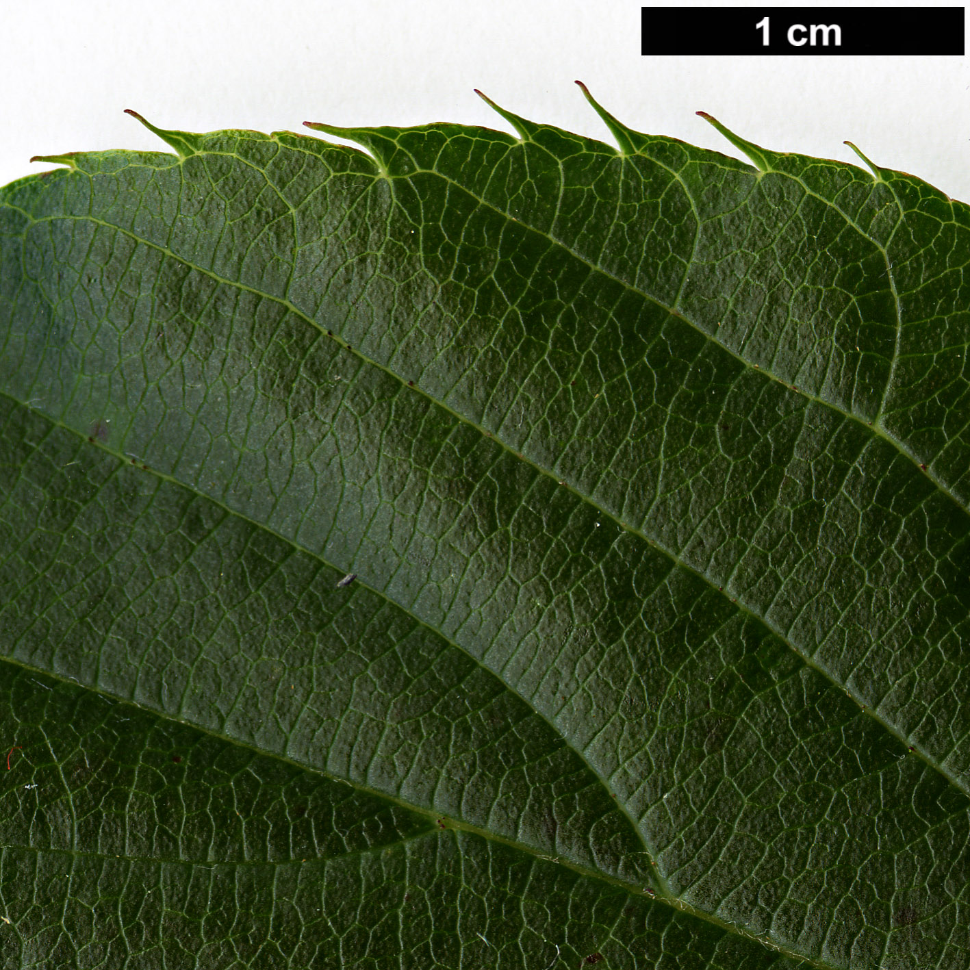 High resolution image: Family: Rosaceae - Genus: Sorbus - Taxon: subulata High resolution image: Family: Rosaceae - Genus: Sorbus - Taxon: subulata