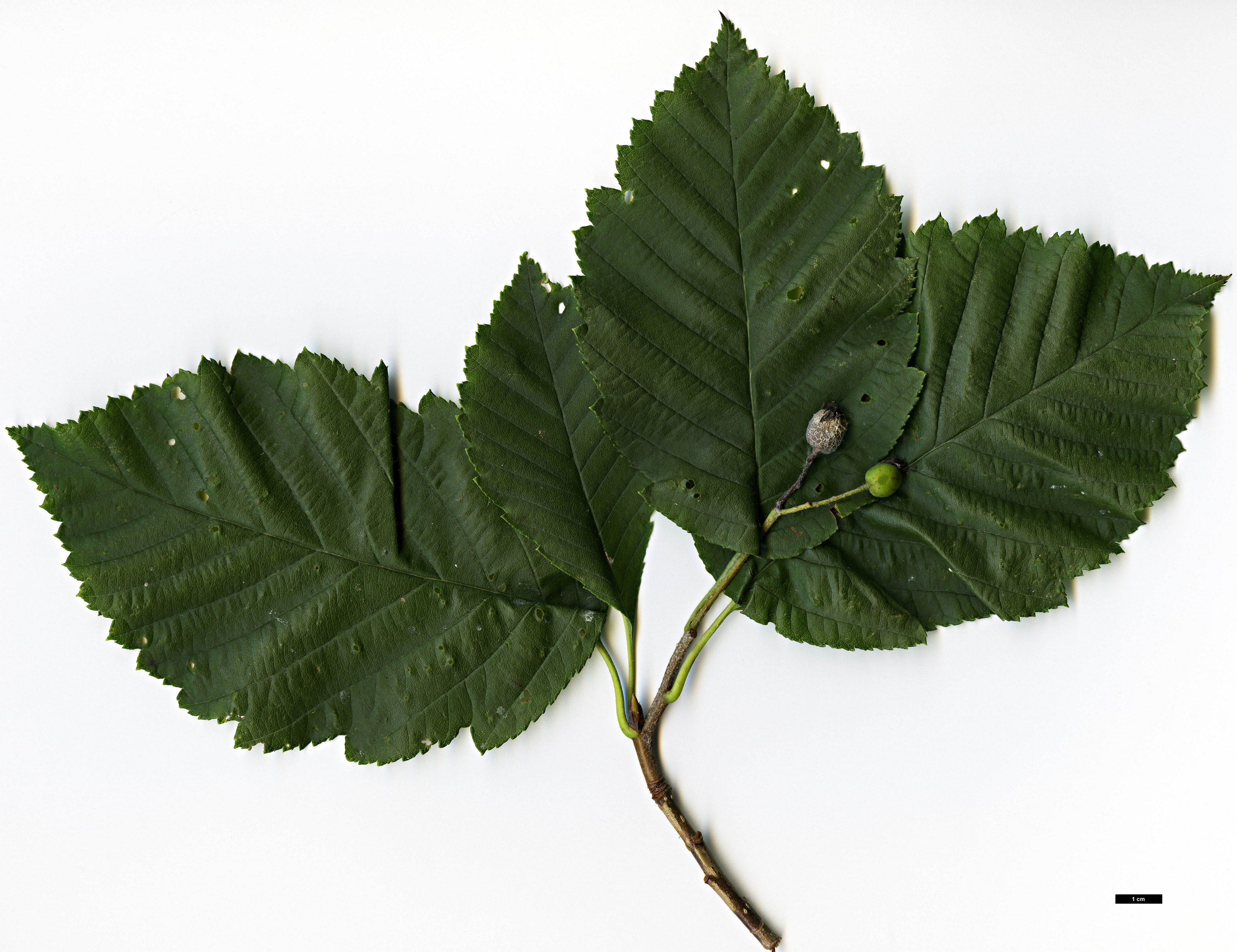 High resolution image: Family: Rosaceae - Genus: Sorbus - Taxon: yuana