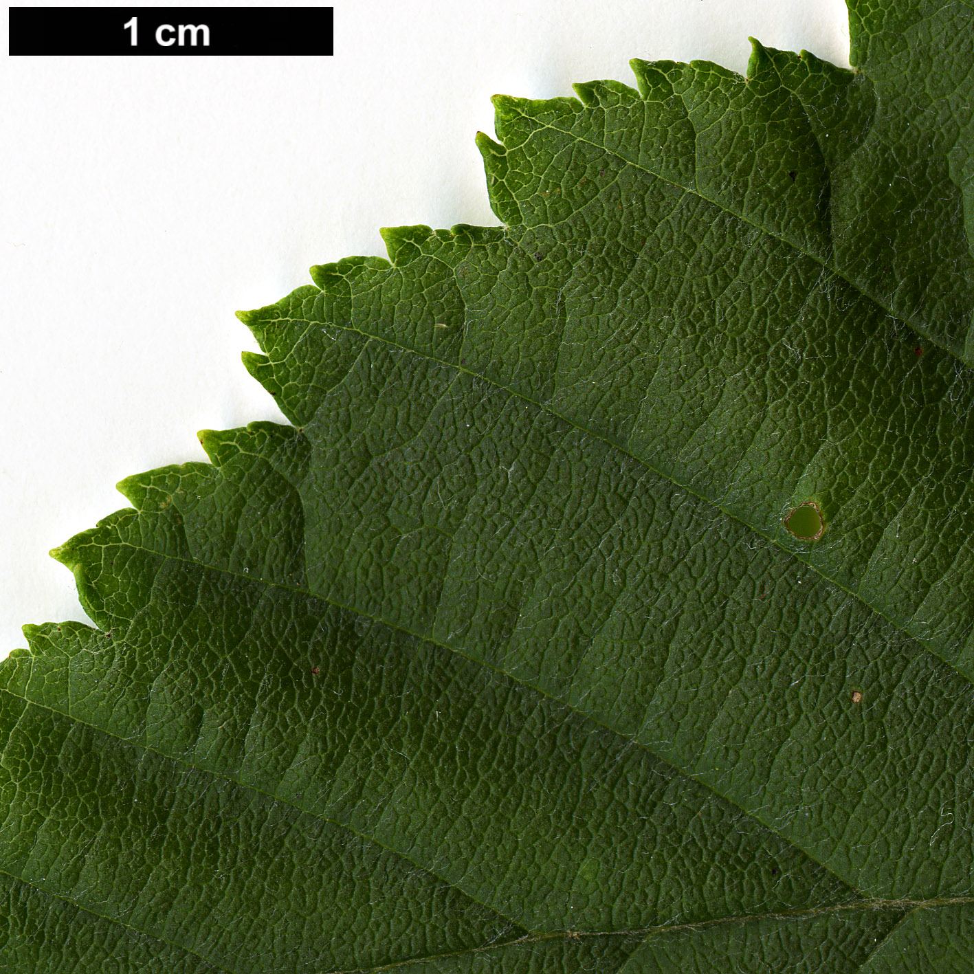 High resolution image: Family: Rosaceae - Genus: Sorbus - Taxon: yuana