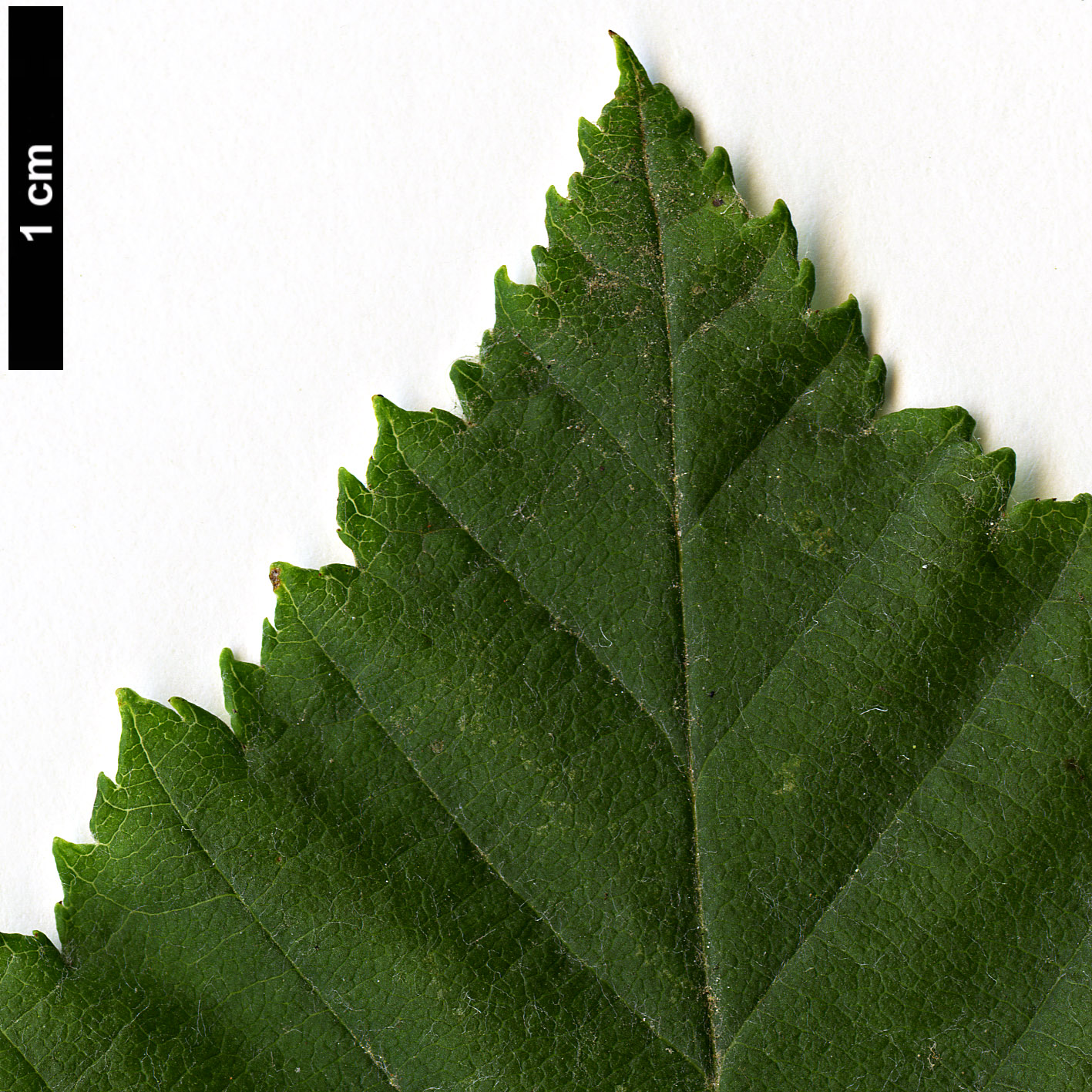 High resolution image: Family: Rosaceae - Genus: Sorbus - Taxon: yuana