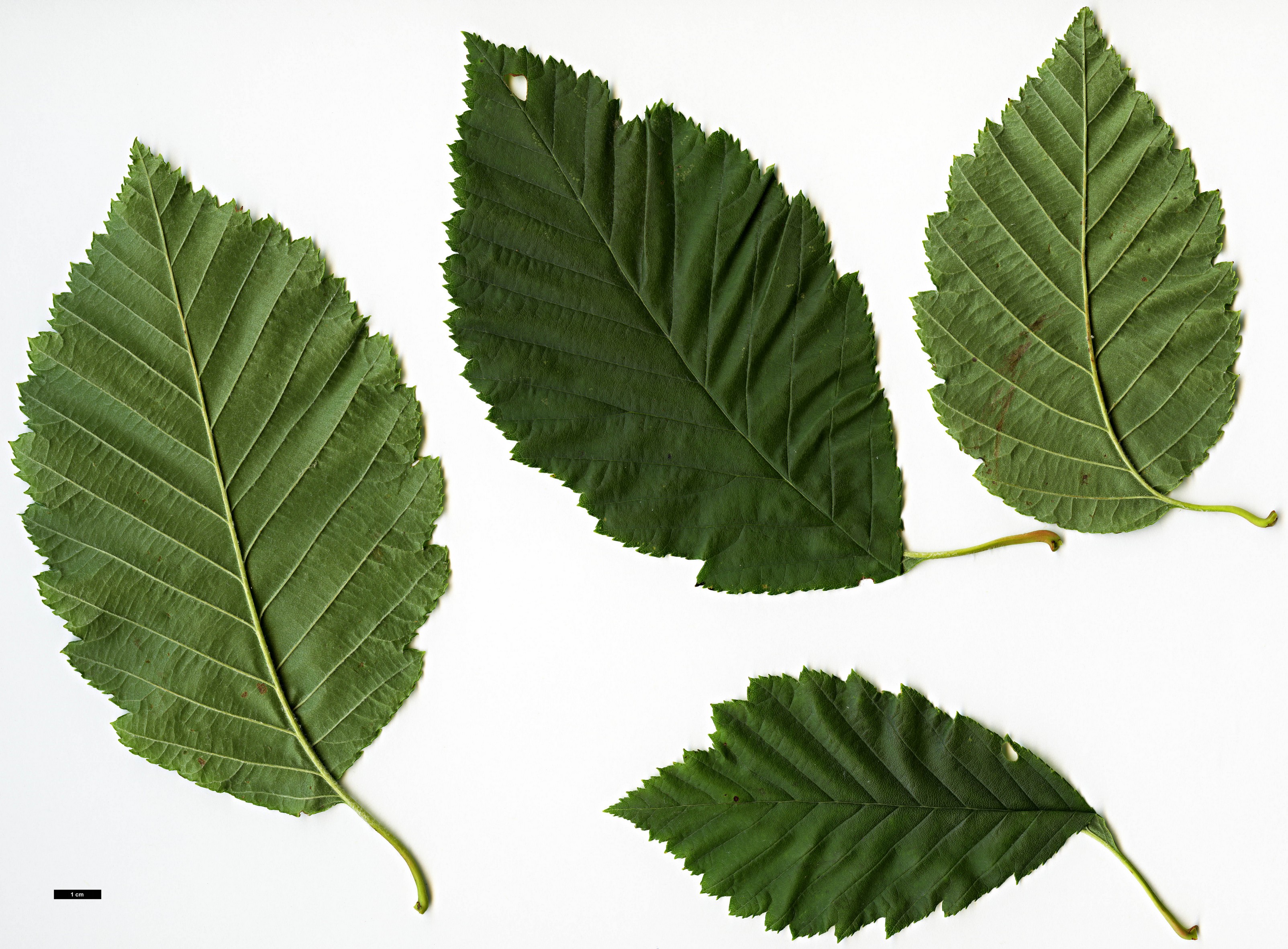 High resolution image: Family: Rosaceae - Genus: Sorbus - Taxon: yuana