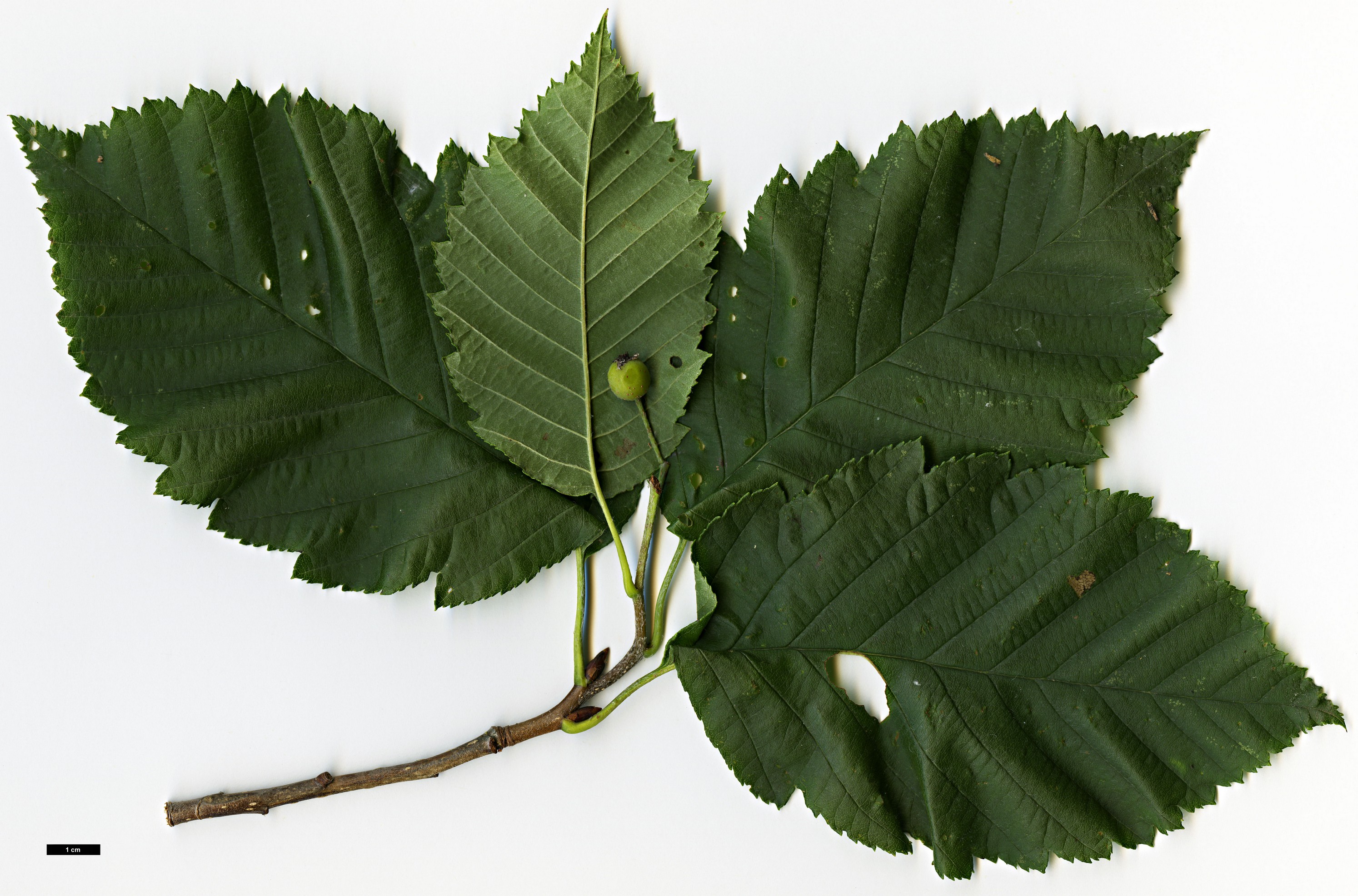 High resolution image: Family: Rosaceae - Genus: Sorbus - Taxon: yuana