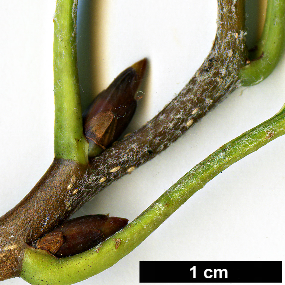 High resolution image: Family: Rosaceae - Genus: Sorbus - Taxon: yuana