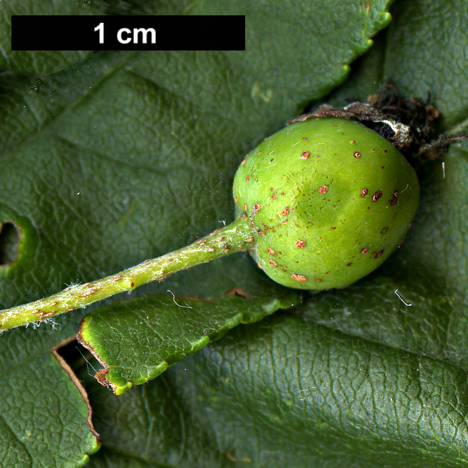 High resolution image: Family: Rosaceae - Genus: Sorbus - Taxon: yuana