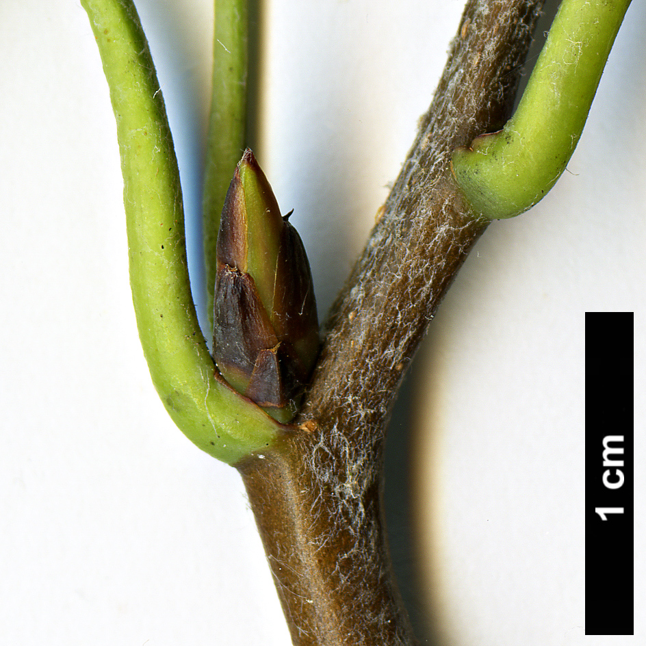 High resolution image: Family: Rosaceae - Genus: Sorbus - Taxon: yuana