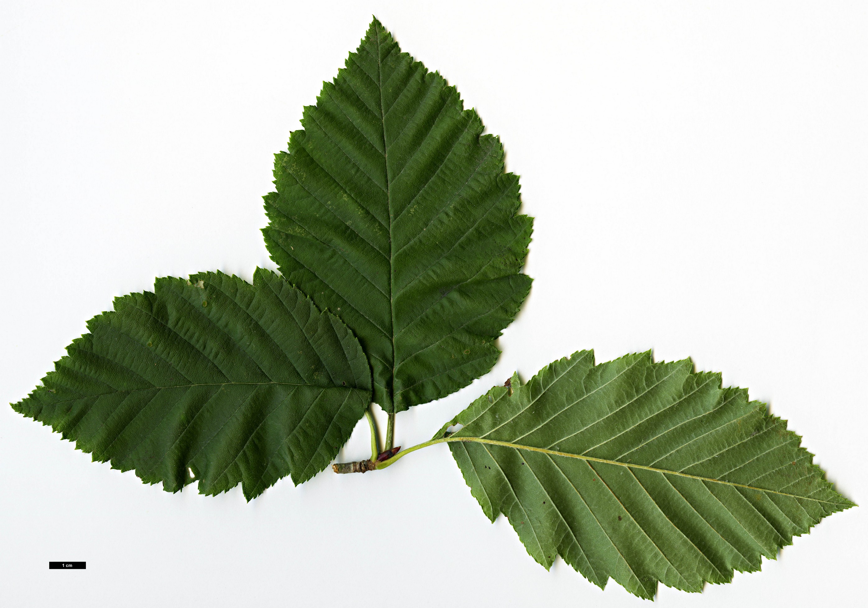 High resolution image: Family: Rosaceae - Genus: Sorbus - Taxon: yuana