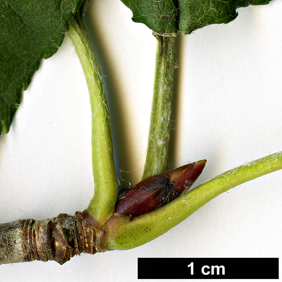 High resolution image: Family: Rosaceae - Genus: Sorbus - Taxon: yuana