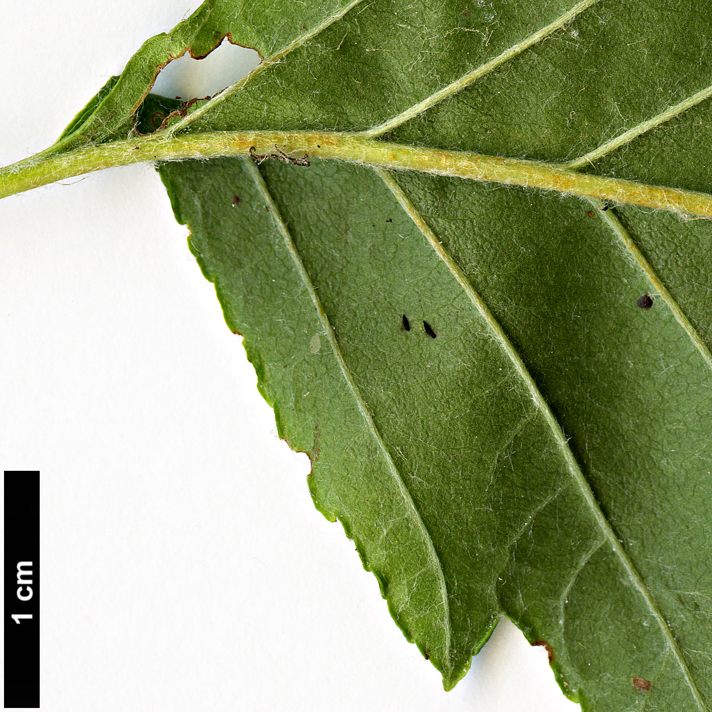 High resolution image: Family: Rosaceae - Genus: Sorbus - Taxon: yuana