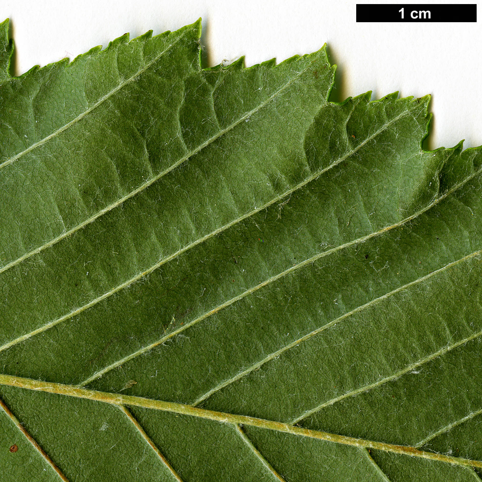 High resolution image: Family: Rosaceae - Genus: Sorbus - Taxon: yuana