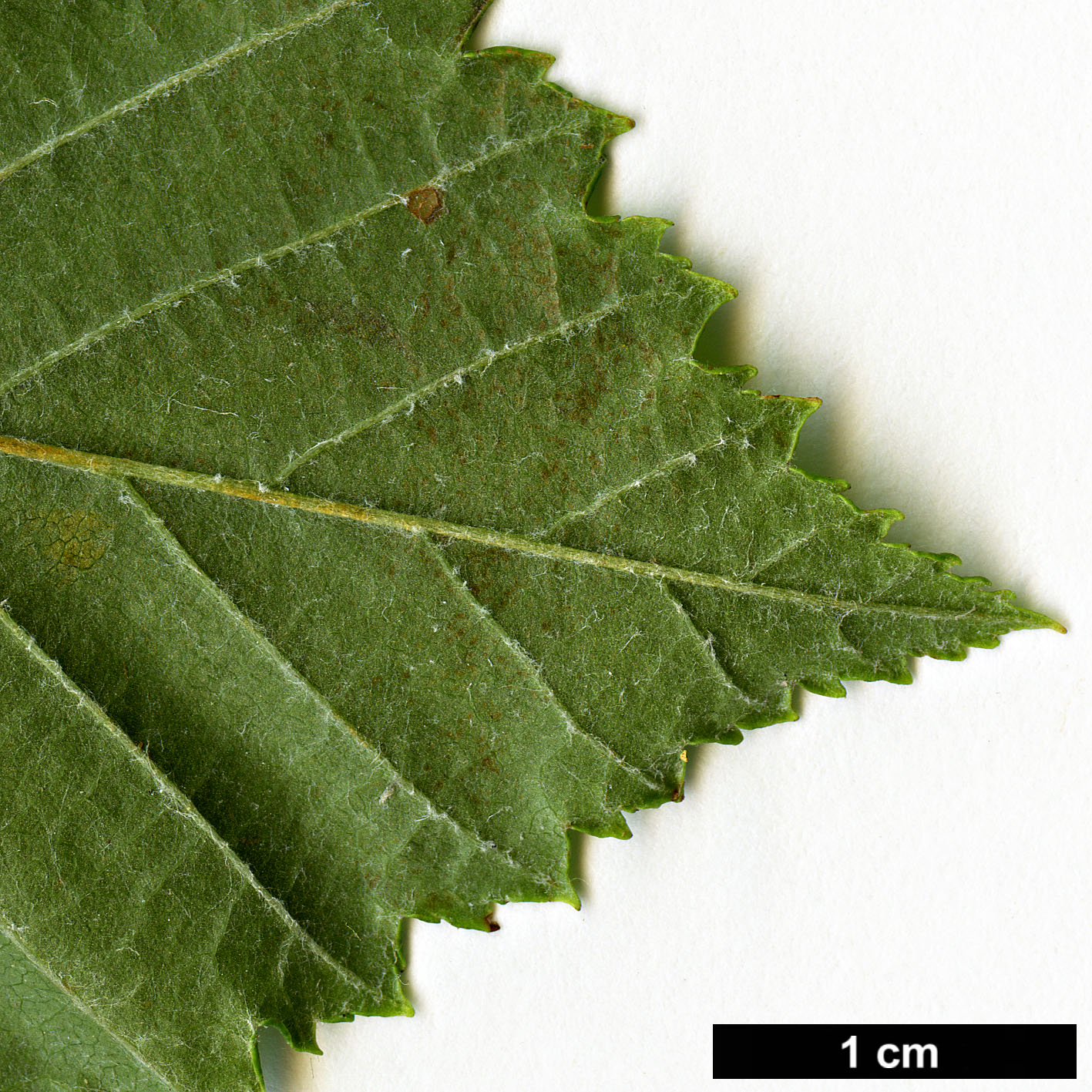 High resolution image: Family: Rosaceae - Genus: Sorbus - Taxon: yuana