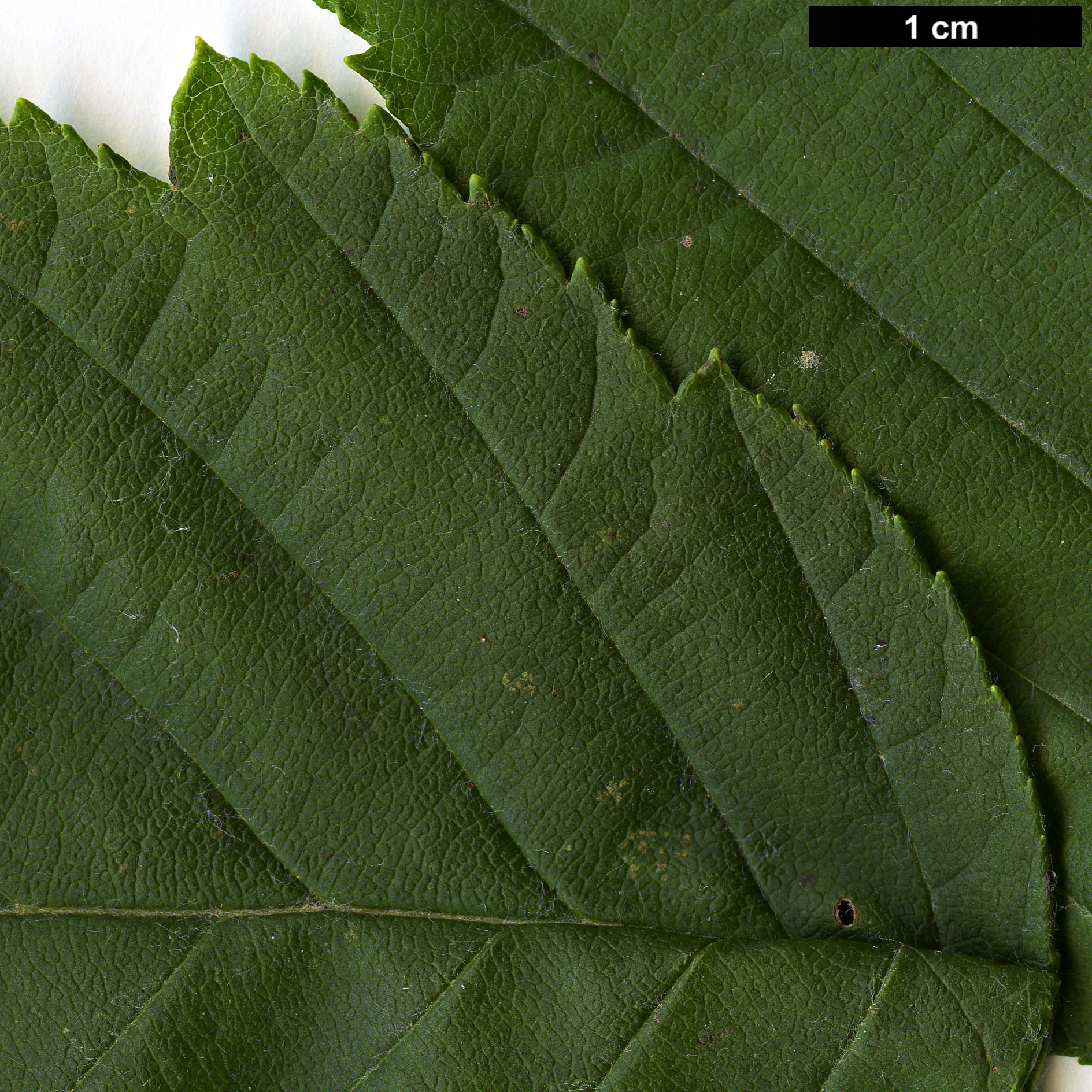 High resolution image: Family: Rosaceae - Genus: Sorbus - Taxon: yuana