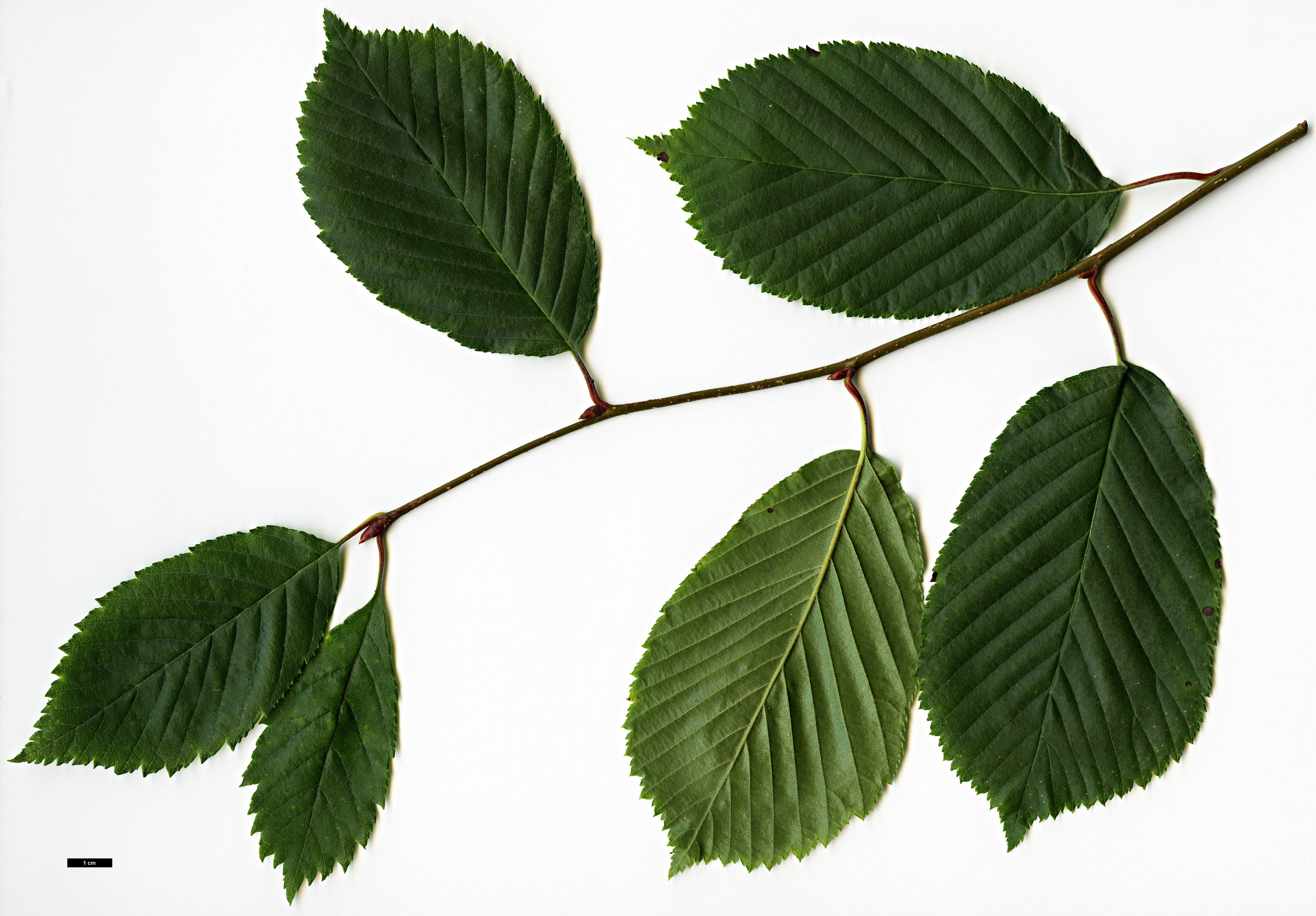 High resolution image: Family: Rosaceae - Genus: Sorbus - Taxon: yuana