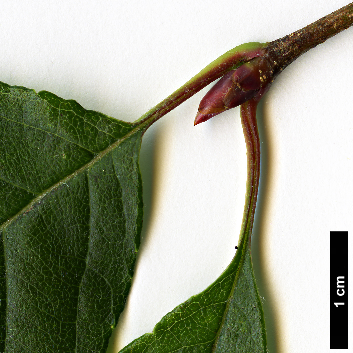 High resolution image: Family: Rosaceae - Genus: Sorbus - Taxon: yuana