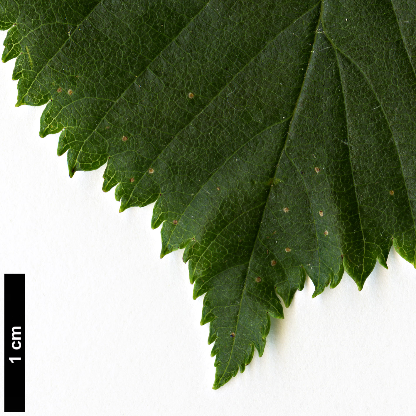 High resolution image: Family: Rosaceae - Genus: Sorbus - Taxon: yuana