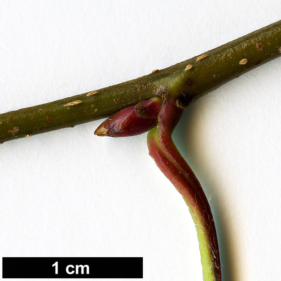 High resolution image: Family: Rosaceae - Genus: Sorbus - Taxon: yuana