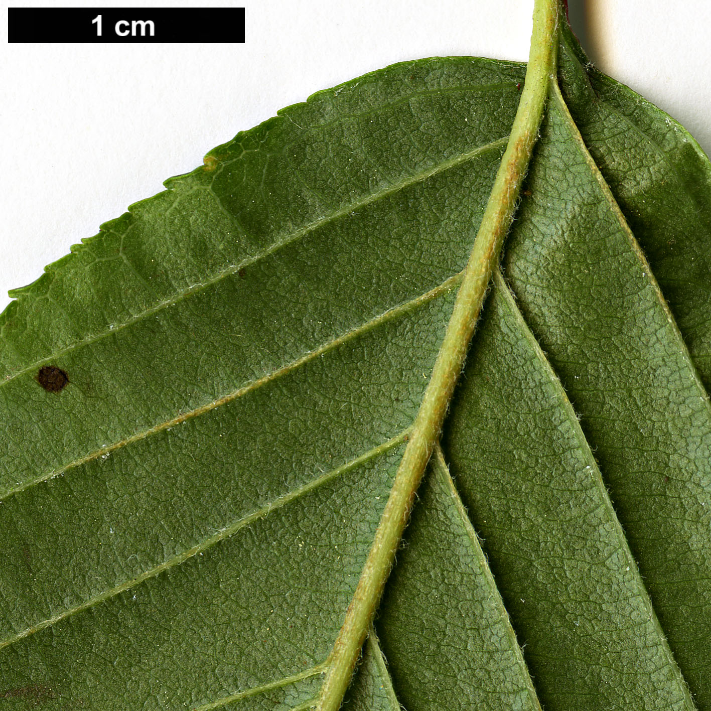 High resolution image: Family: Rosaceae - Genus: Sorbus - Taxon: yuana