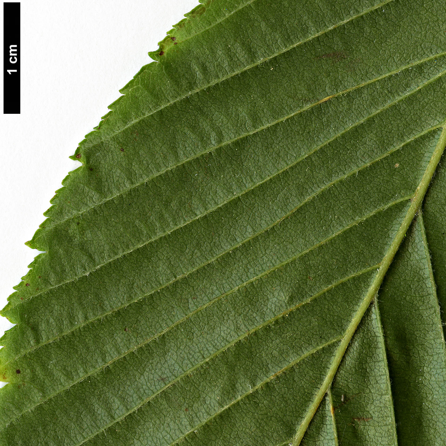 High resolution image: Family: Rosaceae - Genus: Sorbus - Taxon: yuana