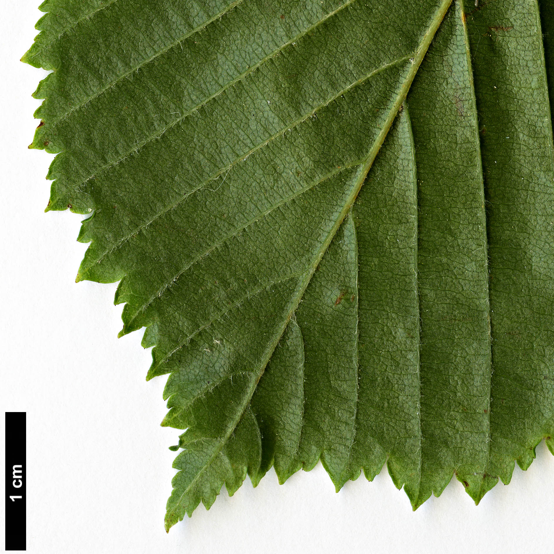 High resolution image: Family: Rosaceae - Genus: Sorbus - Taxon: yuana