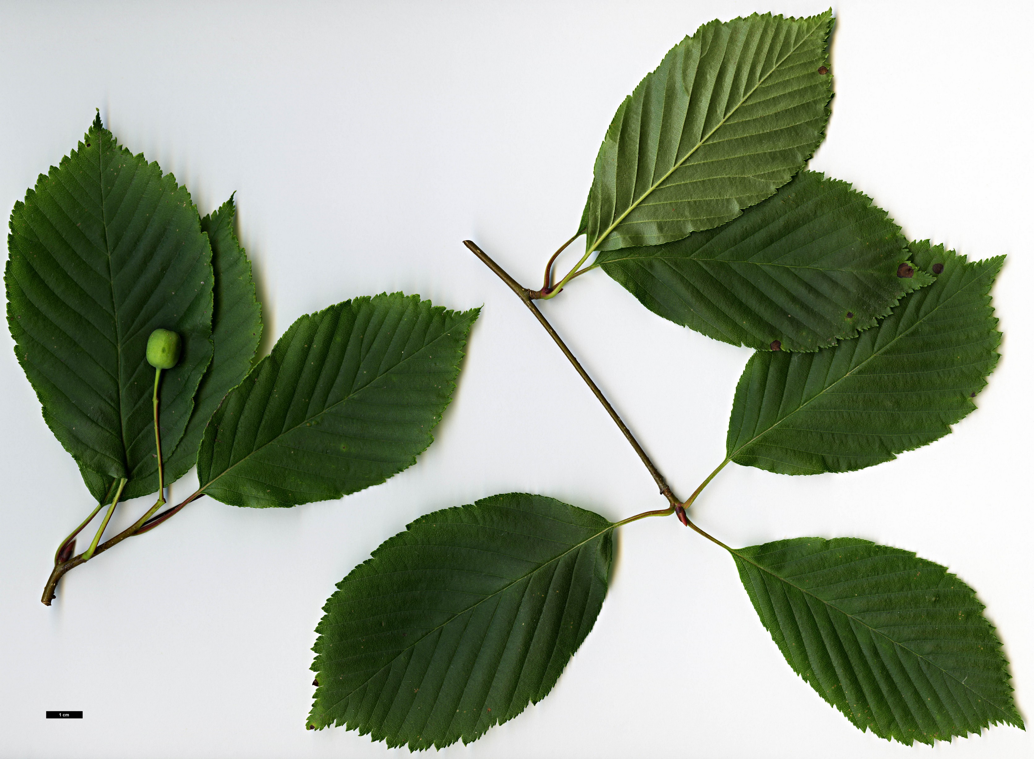 High resolution image: Family: Rosaceae - Genus: Sorbus - Taxon: yuana