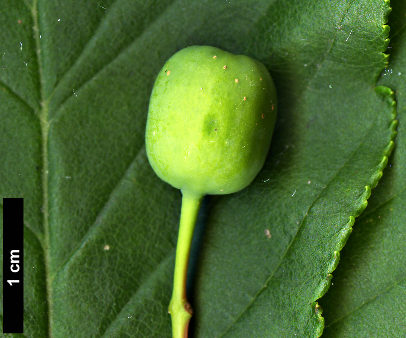 High resolution image: Family: Rosaceae - Genus: Sorbus - Taxon: yuana