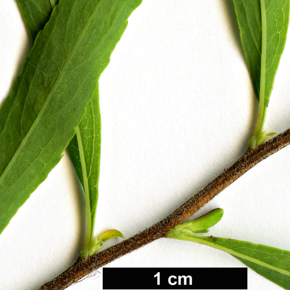 High resolution image: Family: Rosaceae - Genus: Spiraea - Taxon: thunbergii