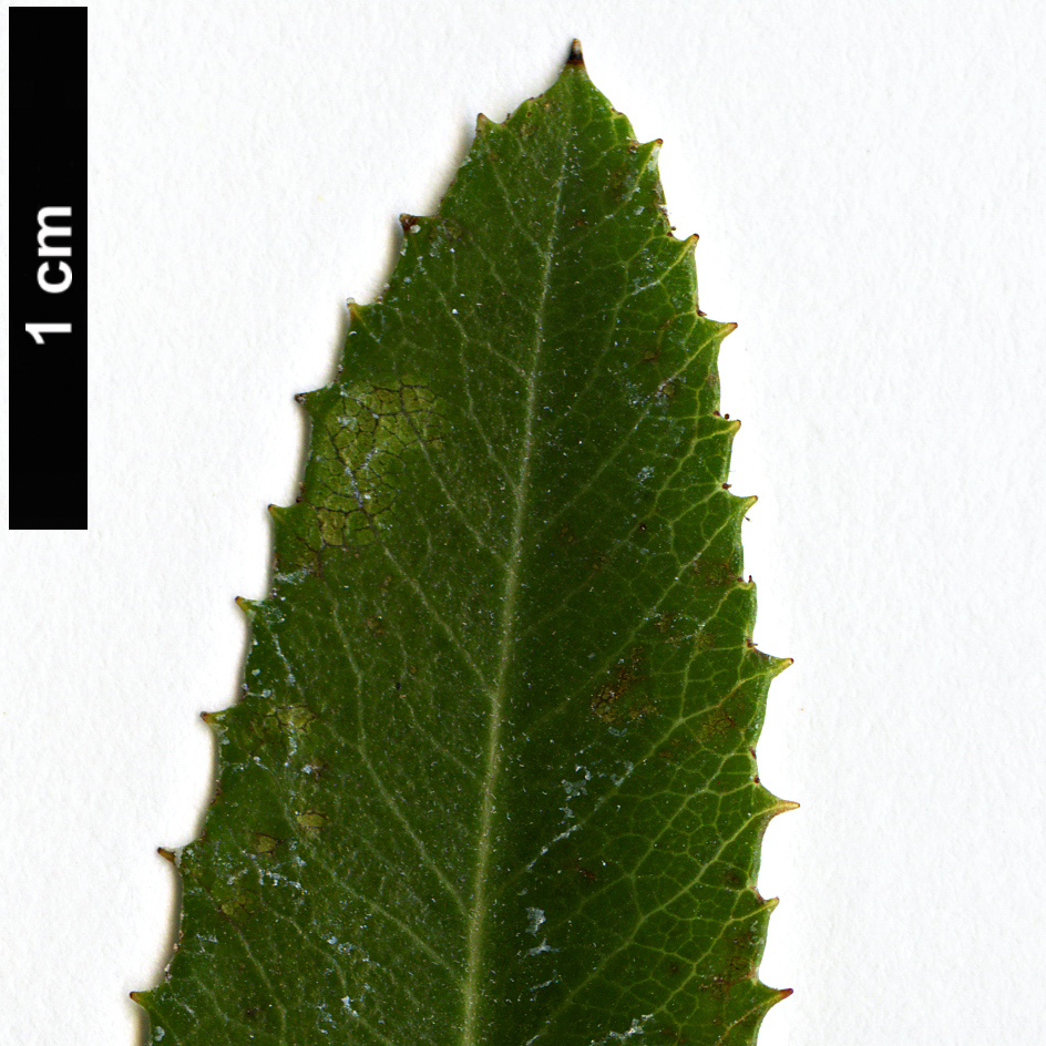 High resolution image: Family: Rosaceae - Genus: Vauquelinia - Taxon: californica