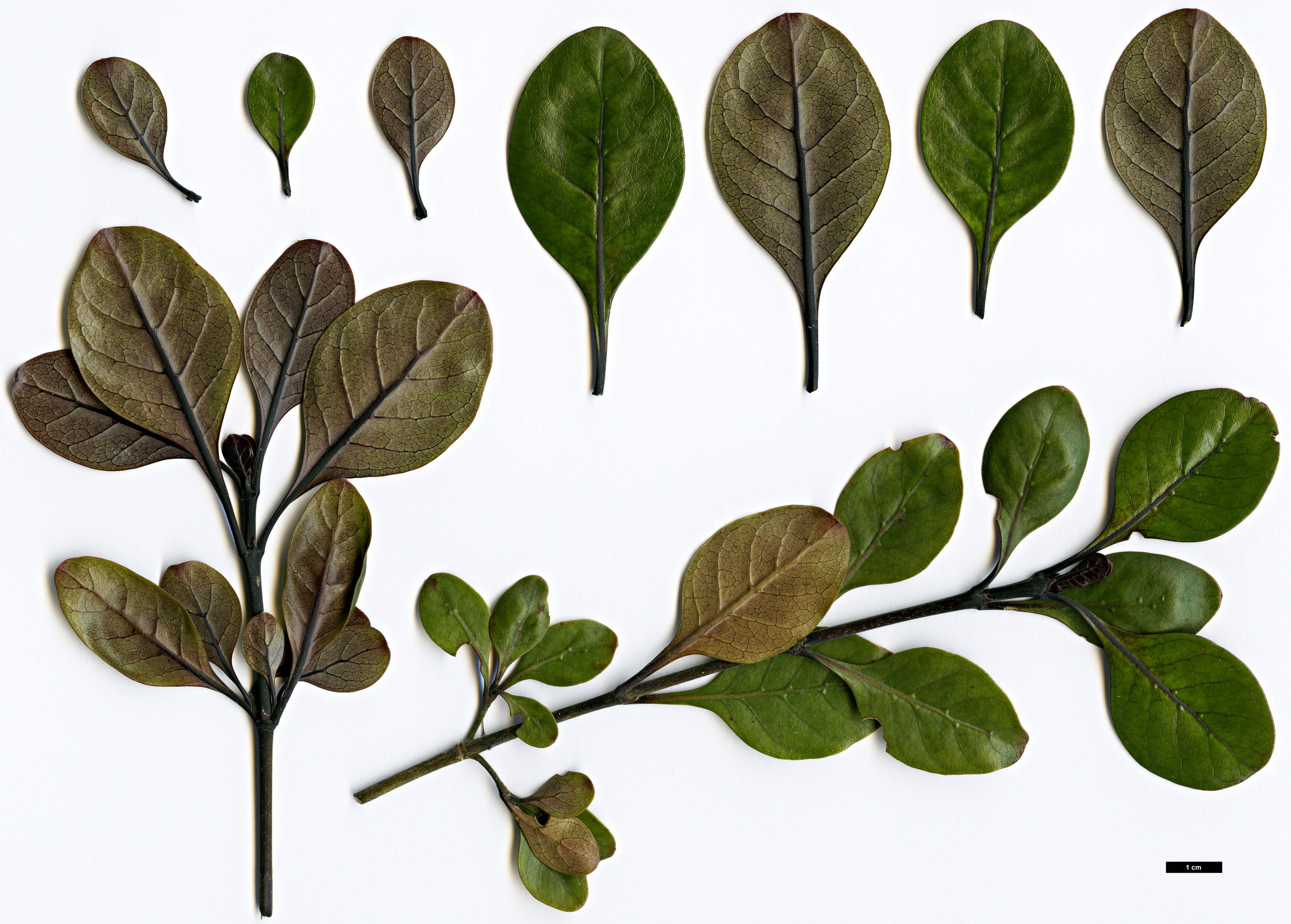 High resolution image: Family: Rubiaceae - Genus: Coprosma - Taxon: arborea - SpeciesSub: 'Purpurea'