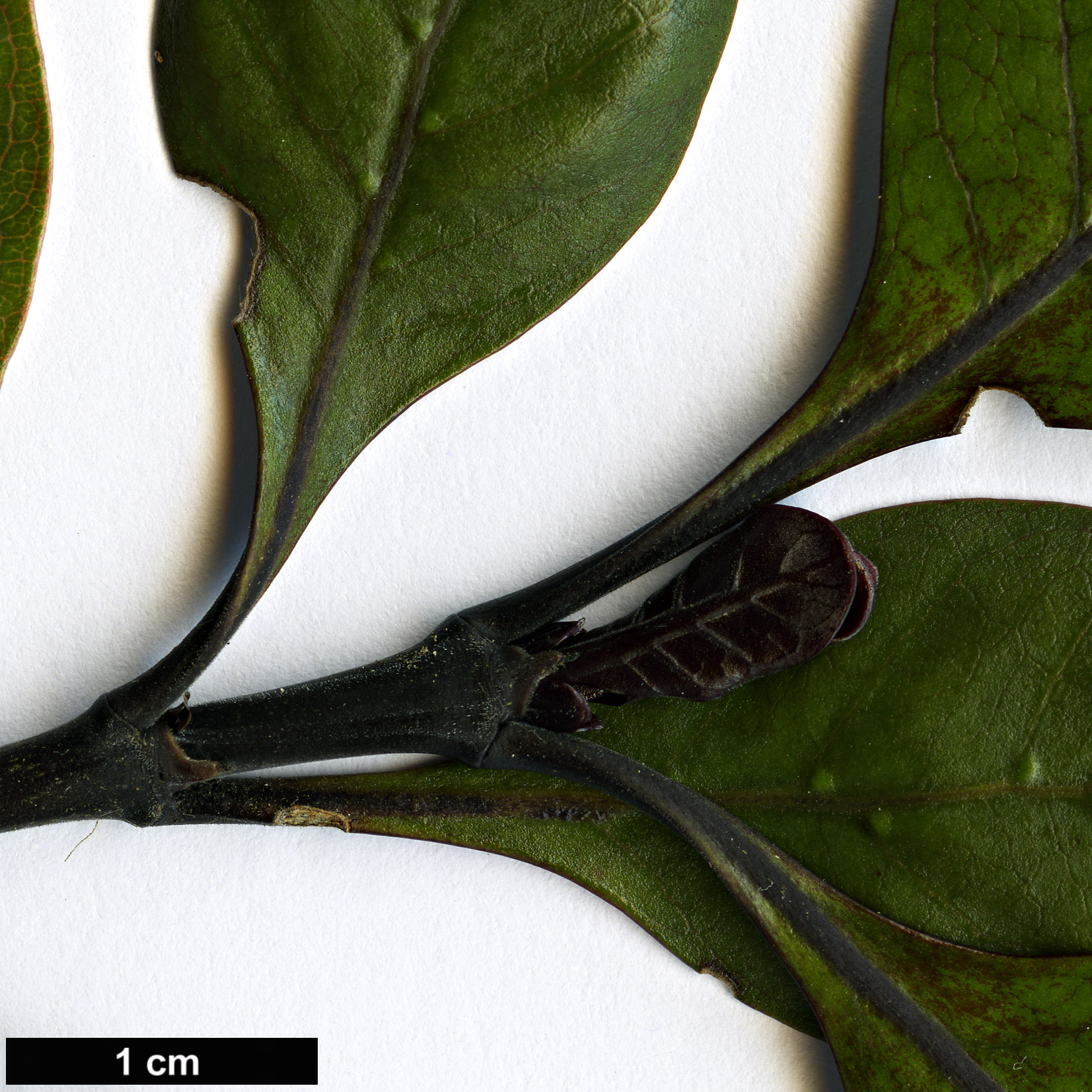 High resolution image: Family: Rubiaceae - Genus: Coprosma - Taxon: arborea - SpeciesSub: 'Purpurea'