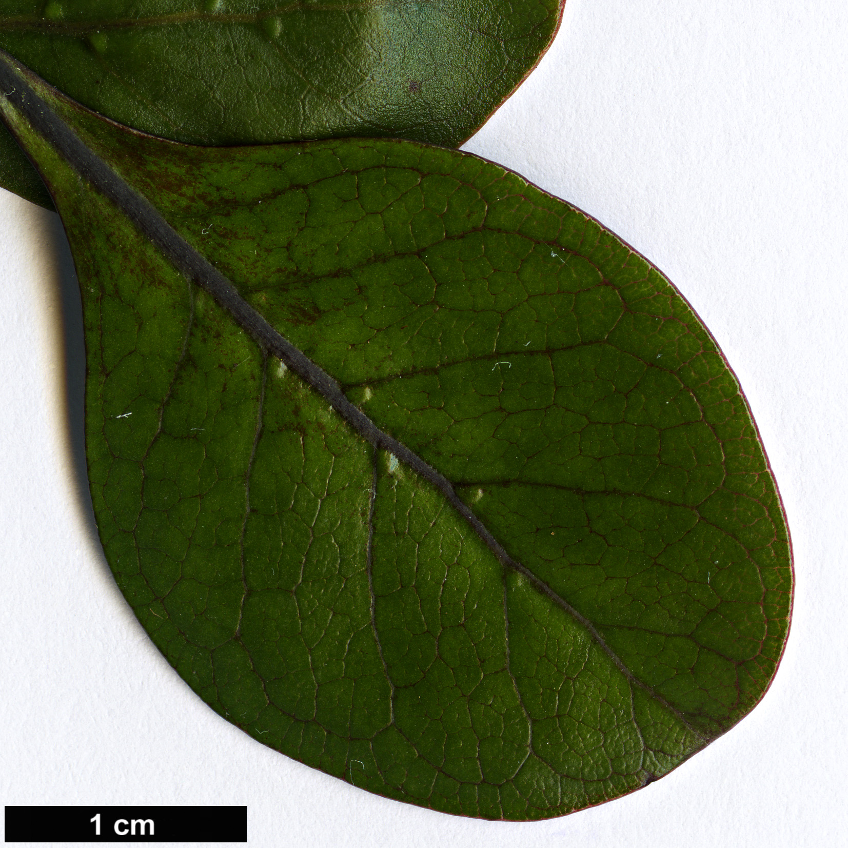 High resolution image: Family: Rubiaceae - Genus: Coprosma - Taxon: arborea - SpeciesSub: 'Purpurea'