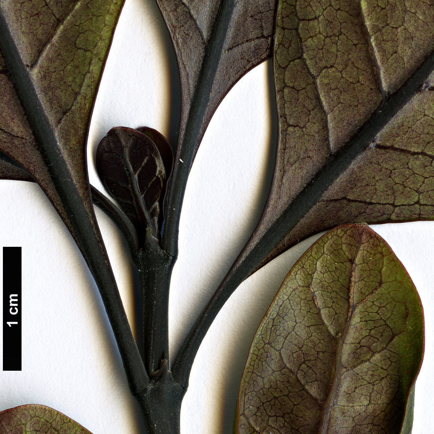 High resolution image: Family: Rubiaceae - Genus: Coprosma - Taxon: arborea - SpeciesSub: 'Purpurea'