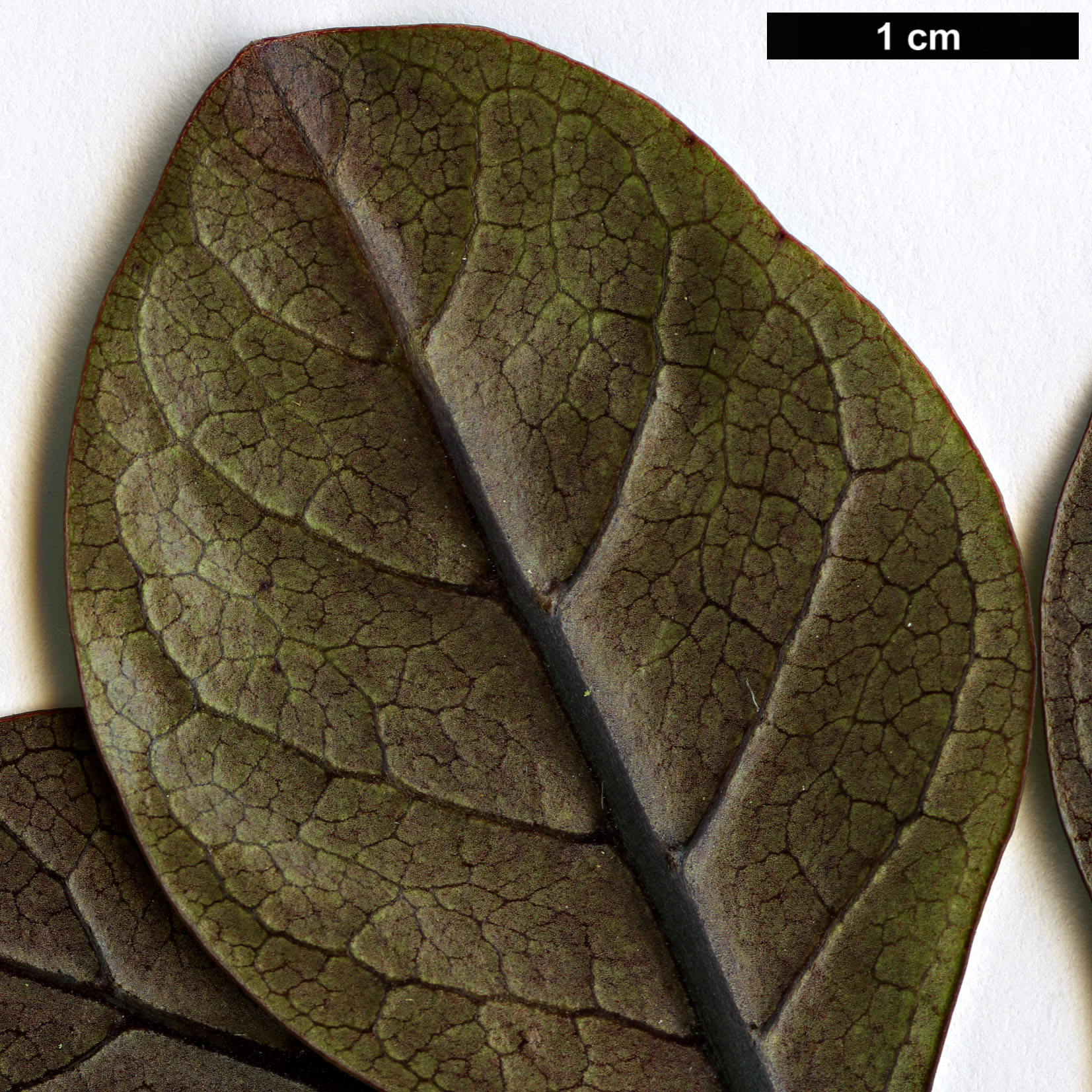 High resolution image: Family: Rubiaceae - Genus: Coprosma - Taxon: arborea - SpeciesSub: 'Purpurea'