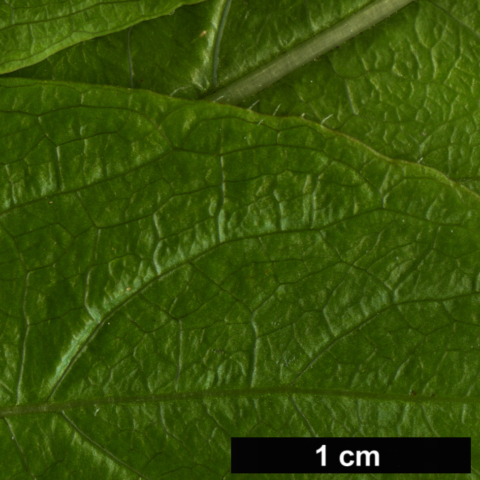 High resolution image: Family: Rubiaceae - Genus: Phyllis - Taxon: nobla