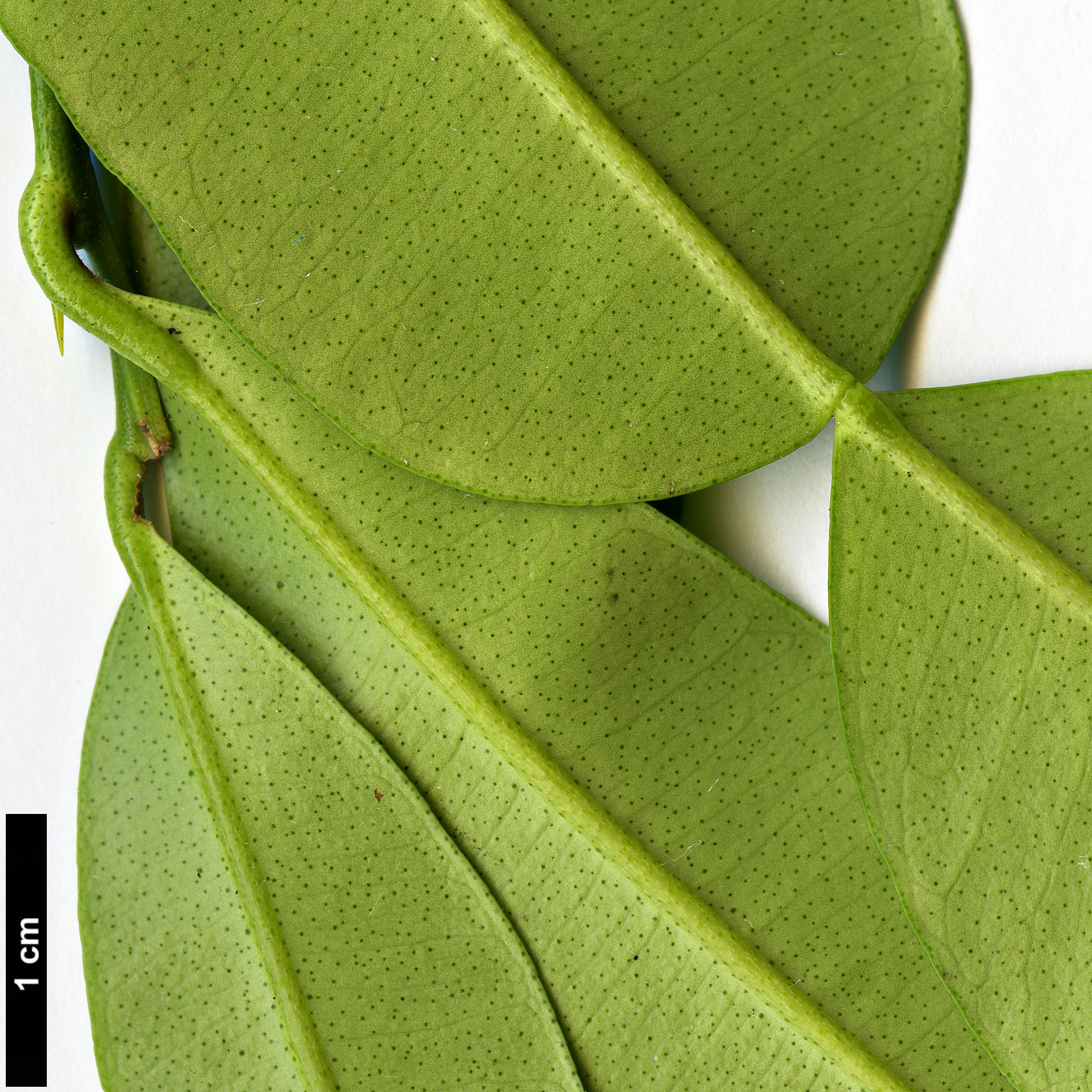 High resolution image: Family: Rutaceae - Genus: Citrus - Taxon: cavaleriei