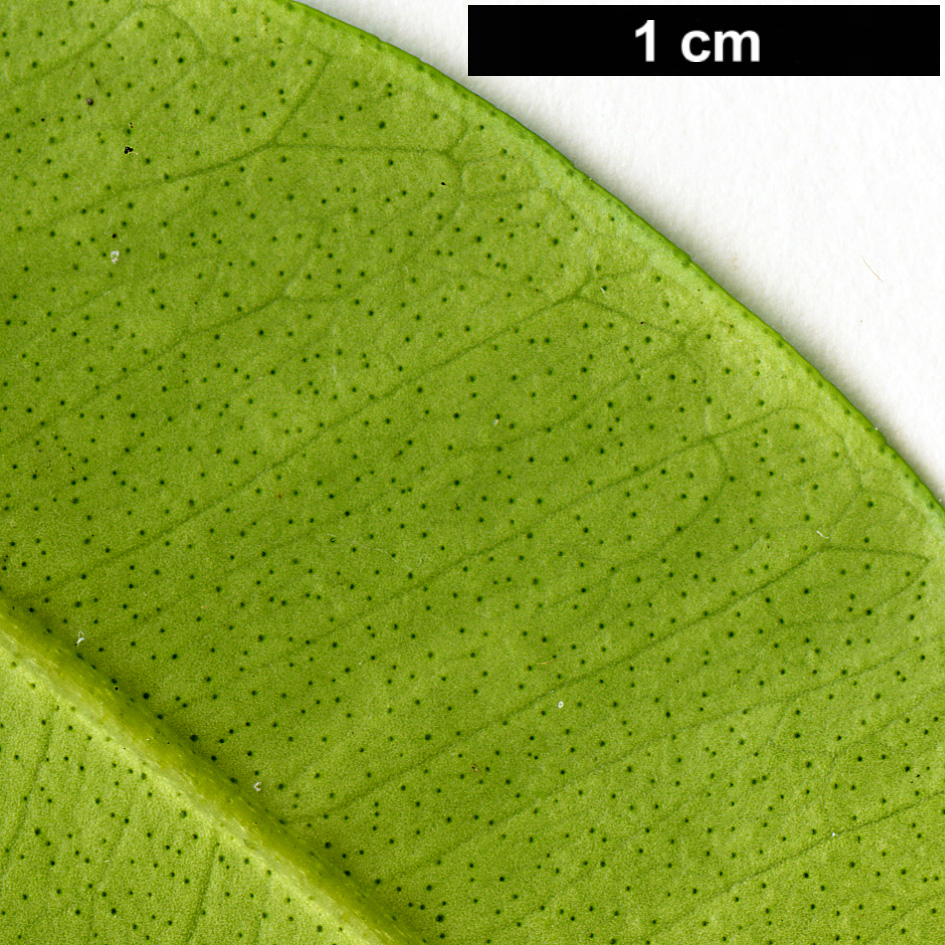 High resolution image: Family: Rutaceae - Genus: Citrus - Taxon: cavaleriei High resolution image: Family: Rutaceae - Genus: Citrus - Taxon: cavaleriei