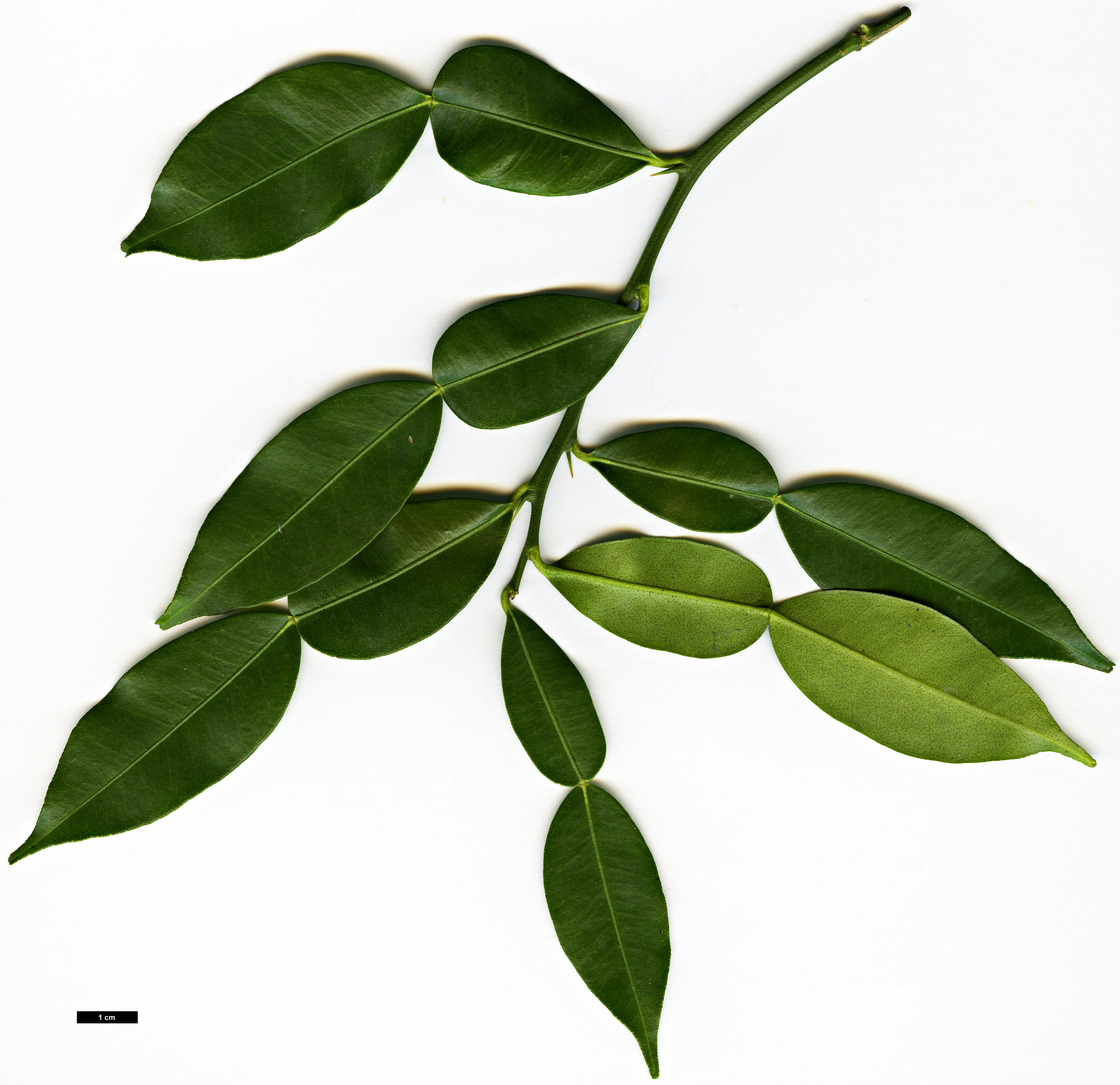 High resolution image: Family: Rutaceae - Genus: Citrus - Taxon: cavaleriei High resolution image: Family: Rutaceae - Genus: Citrus - Taxon: cavaleriei