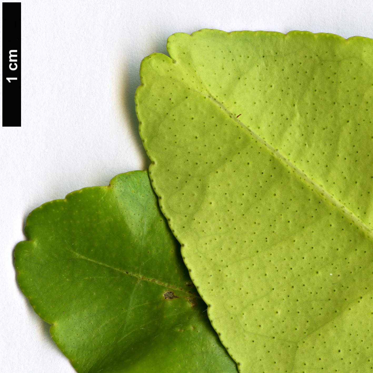 High resolution image: Family: Rutaceae - Genus: Citrus - Taxon: hystrix High resolution image: Family: Rutaceae - Genus: Citrus - Taxon: hystrix