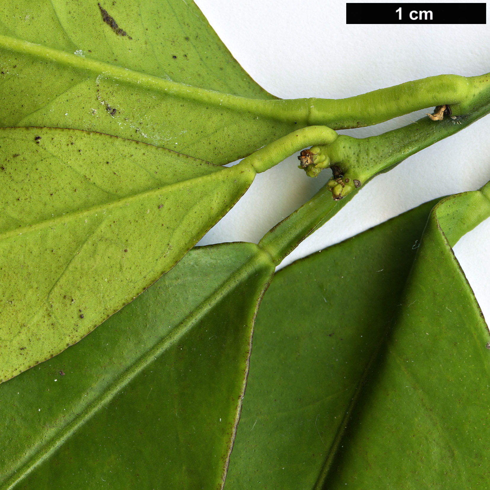 High resolution image: Family: Rutaceae - Genus: Citrus - Taxon: sinensis - SpeciesSub: ’Navelate’ High resolution image: Family: Rutaceae - Genus: Citrus - Taxon: sinensis - SpeciesSub: ’Navelate’