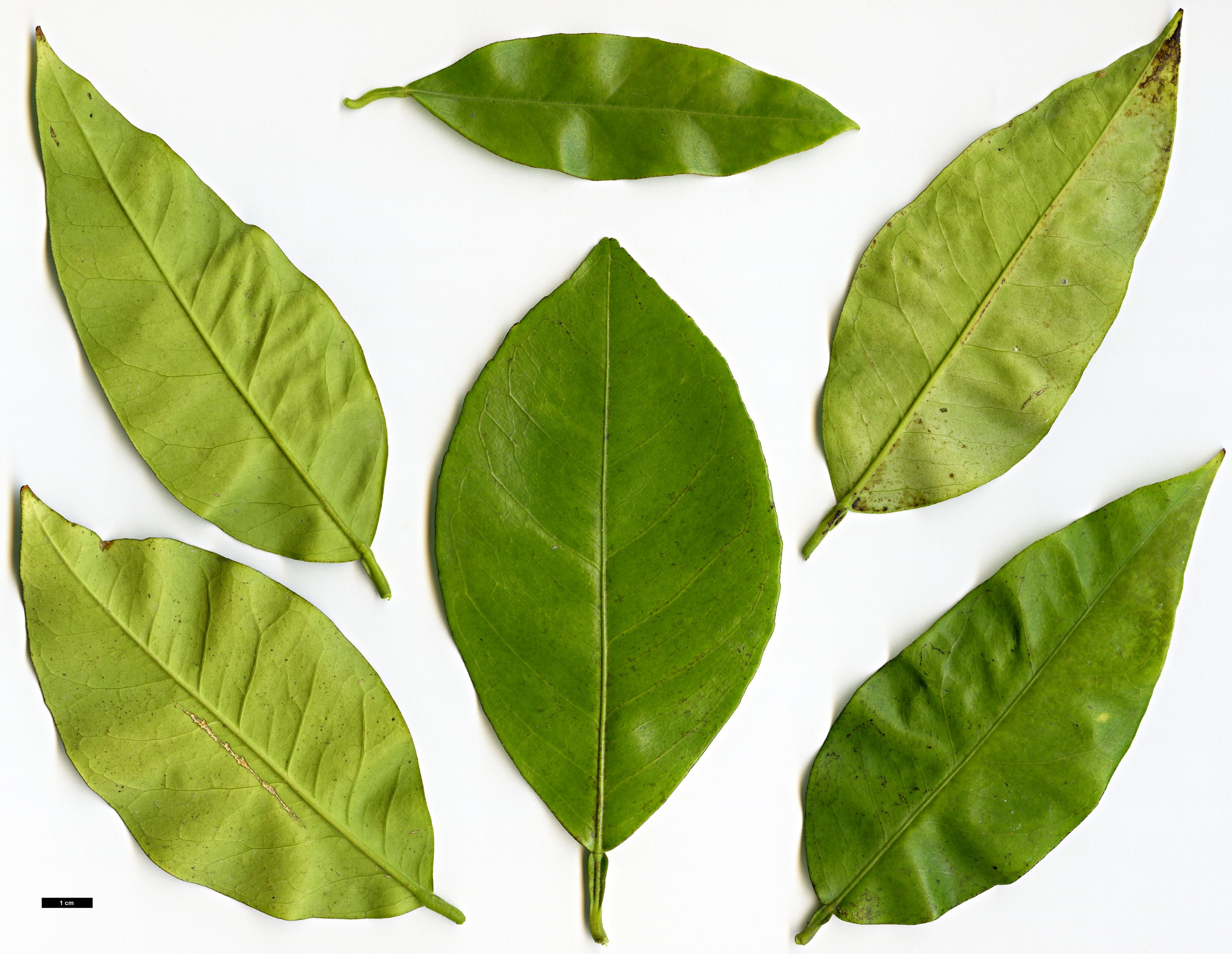 High resolution image: Family: Rutaceae - Genus: Citrus - Taxon: sinensis - SpeciesSub: ’Navelate’ High resolution image: Family: Rutaceae - Genus: Citrus - Taxon: sinensis - SpeciesSub: ’Navelate’